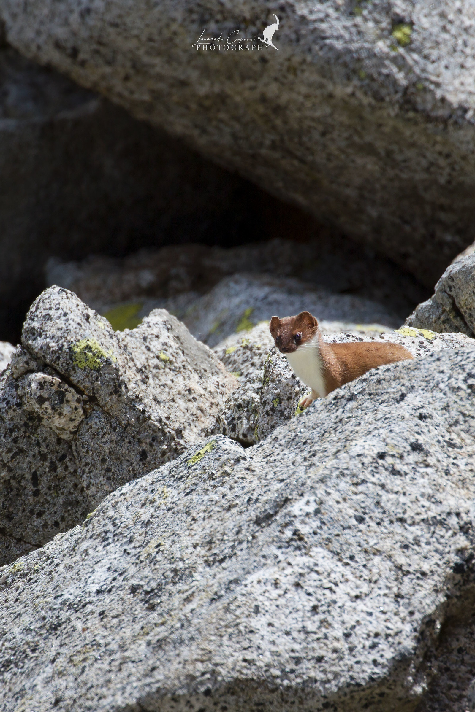 Alpine Stoat/Alpine Ermine