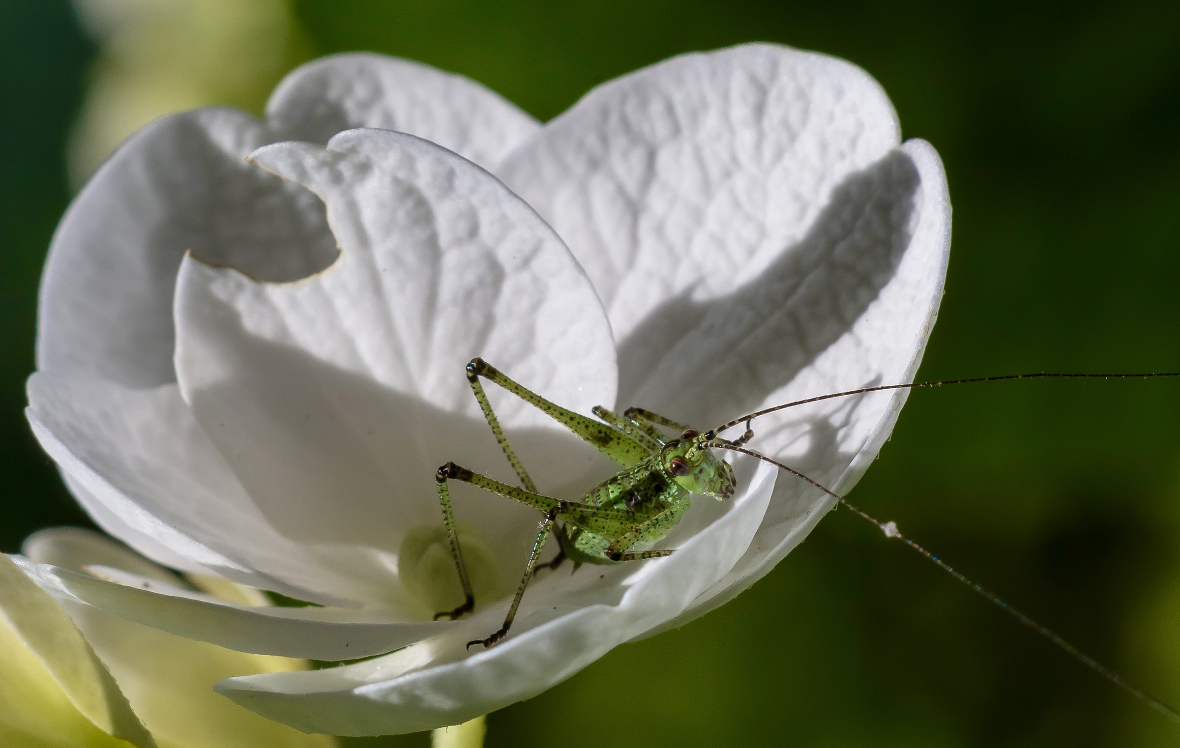 Sognando la primavera