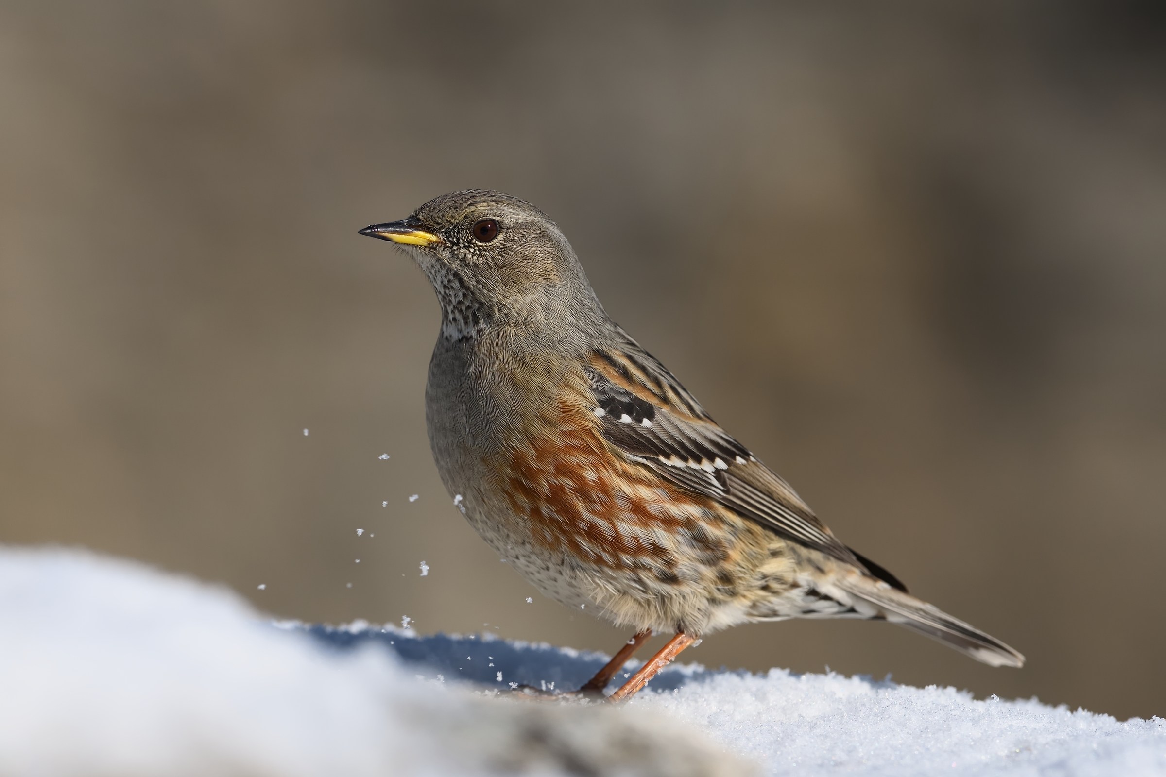 Alpine Accentor.