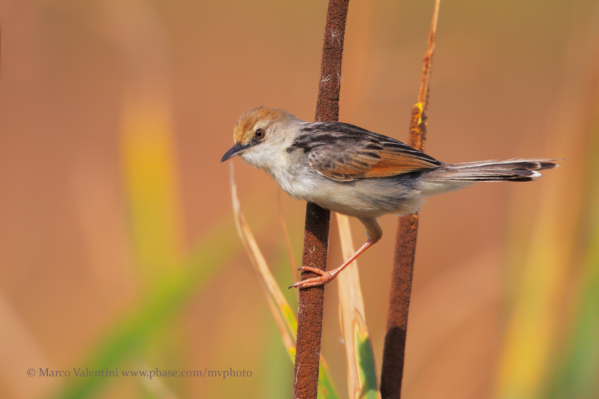 Rufous-winged Cisticola
