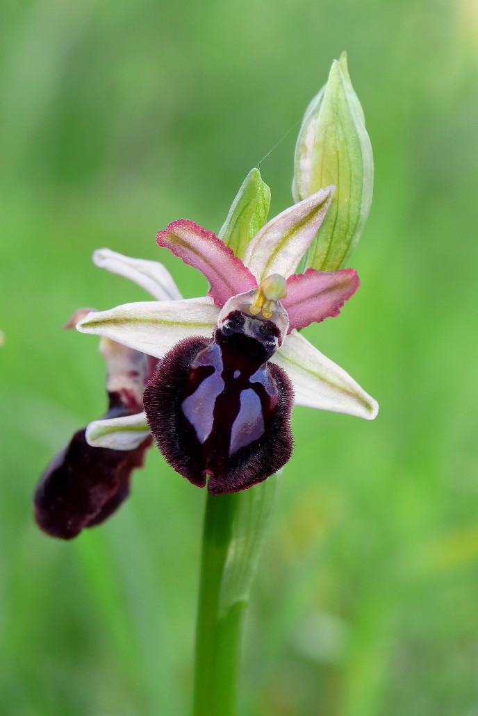 Ophrys sipontensis