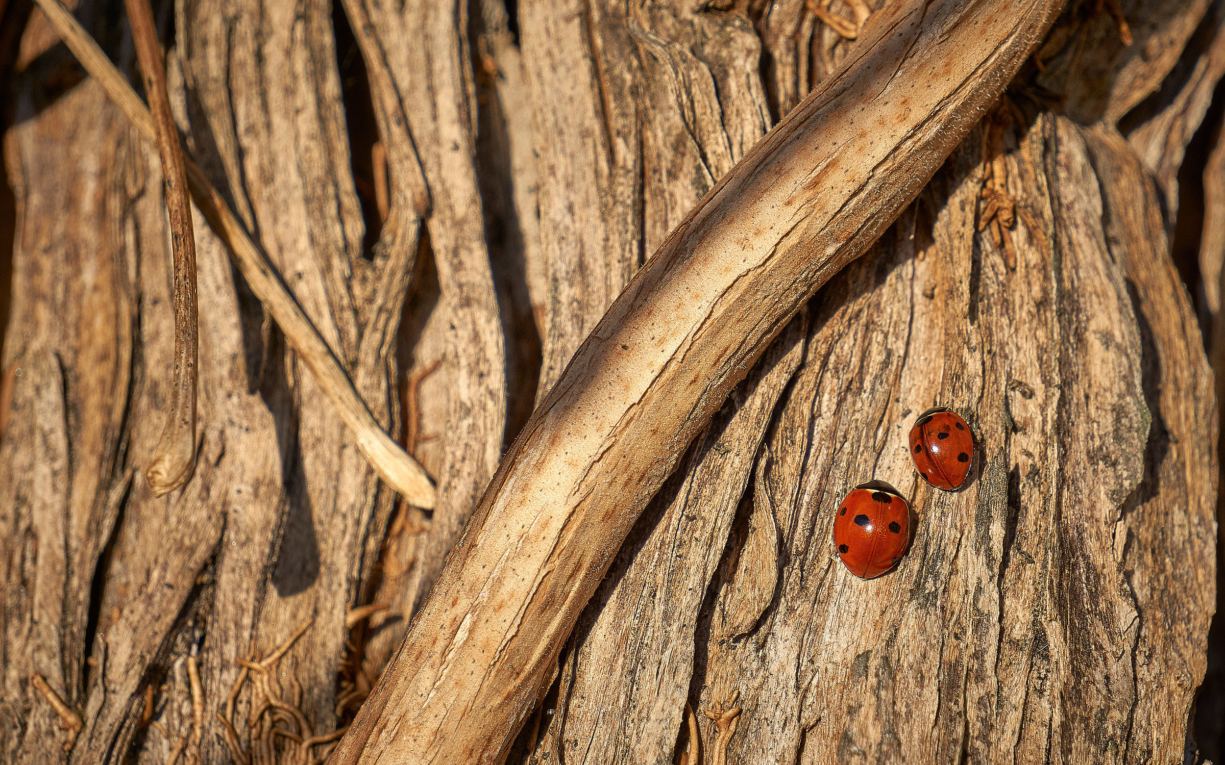 Ladybugs in the Sun-24-12-18