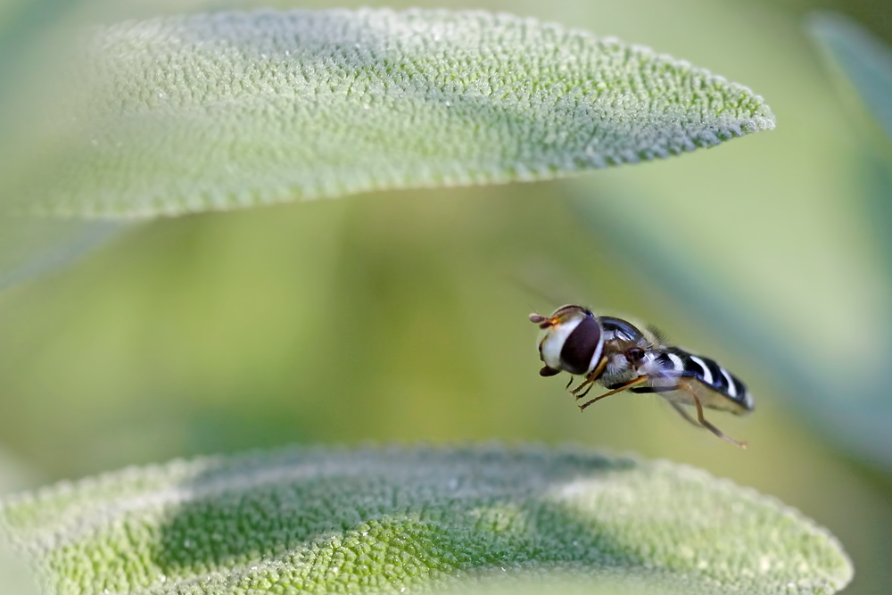 Hoverfly and Sage