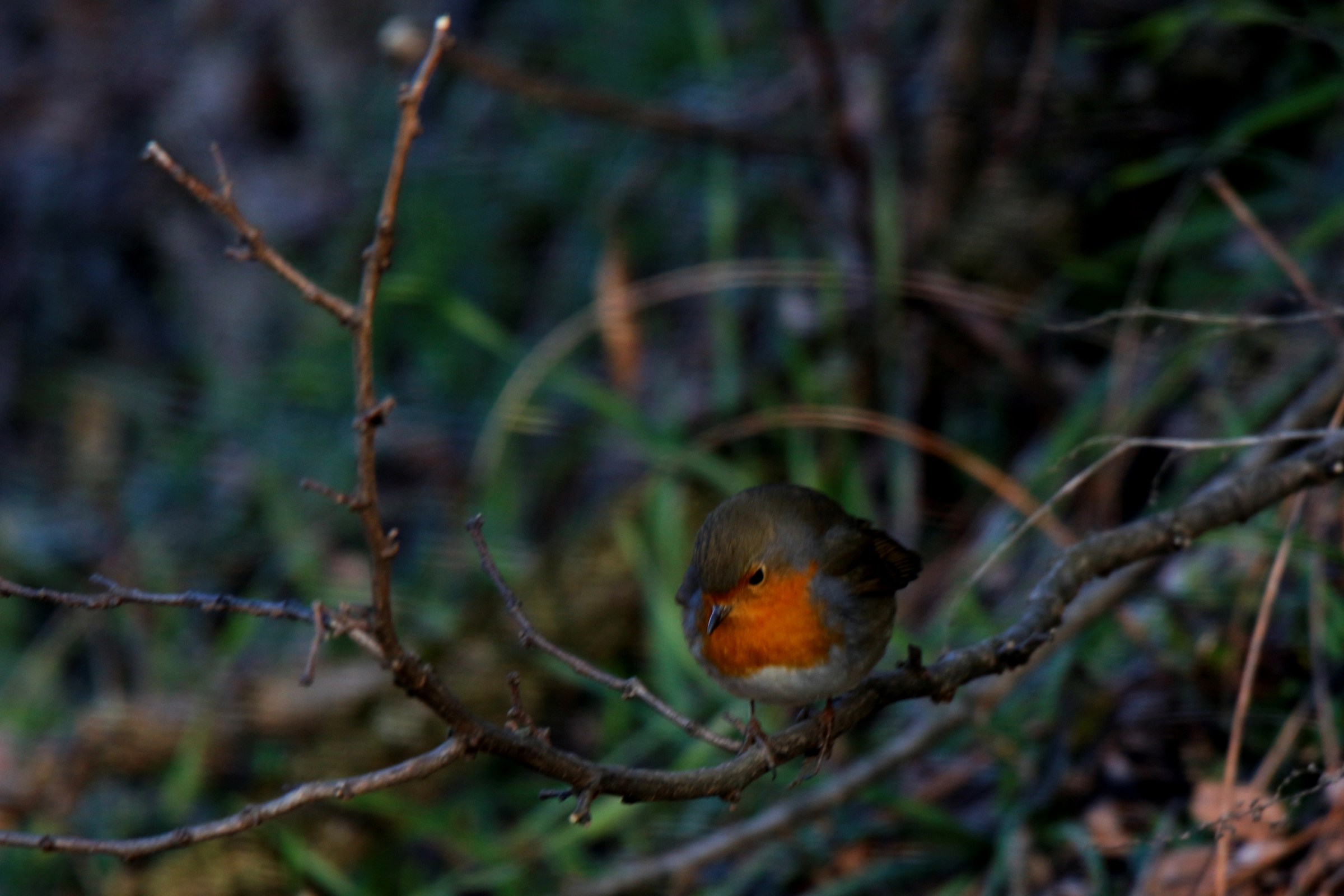 Il pettirosso infreddolito (prova 150-600)