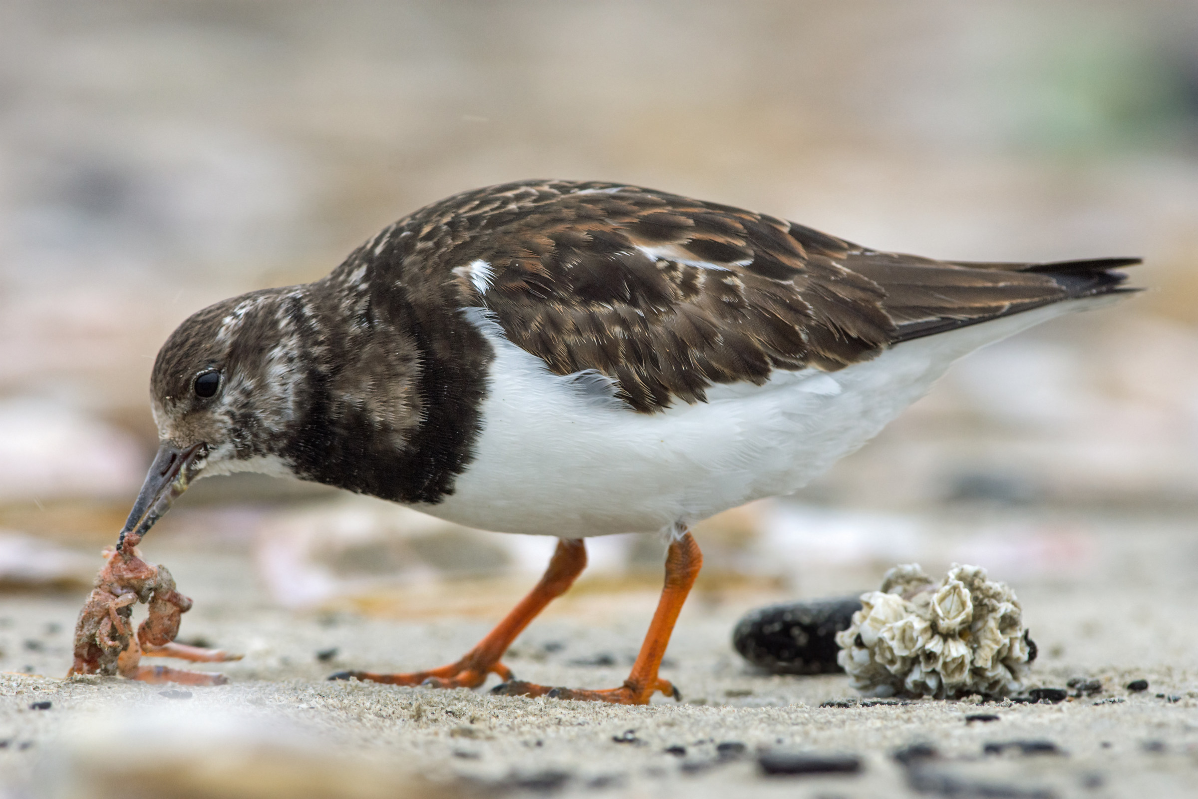 Turnstone caccia granchi eremita