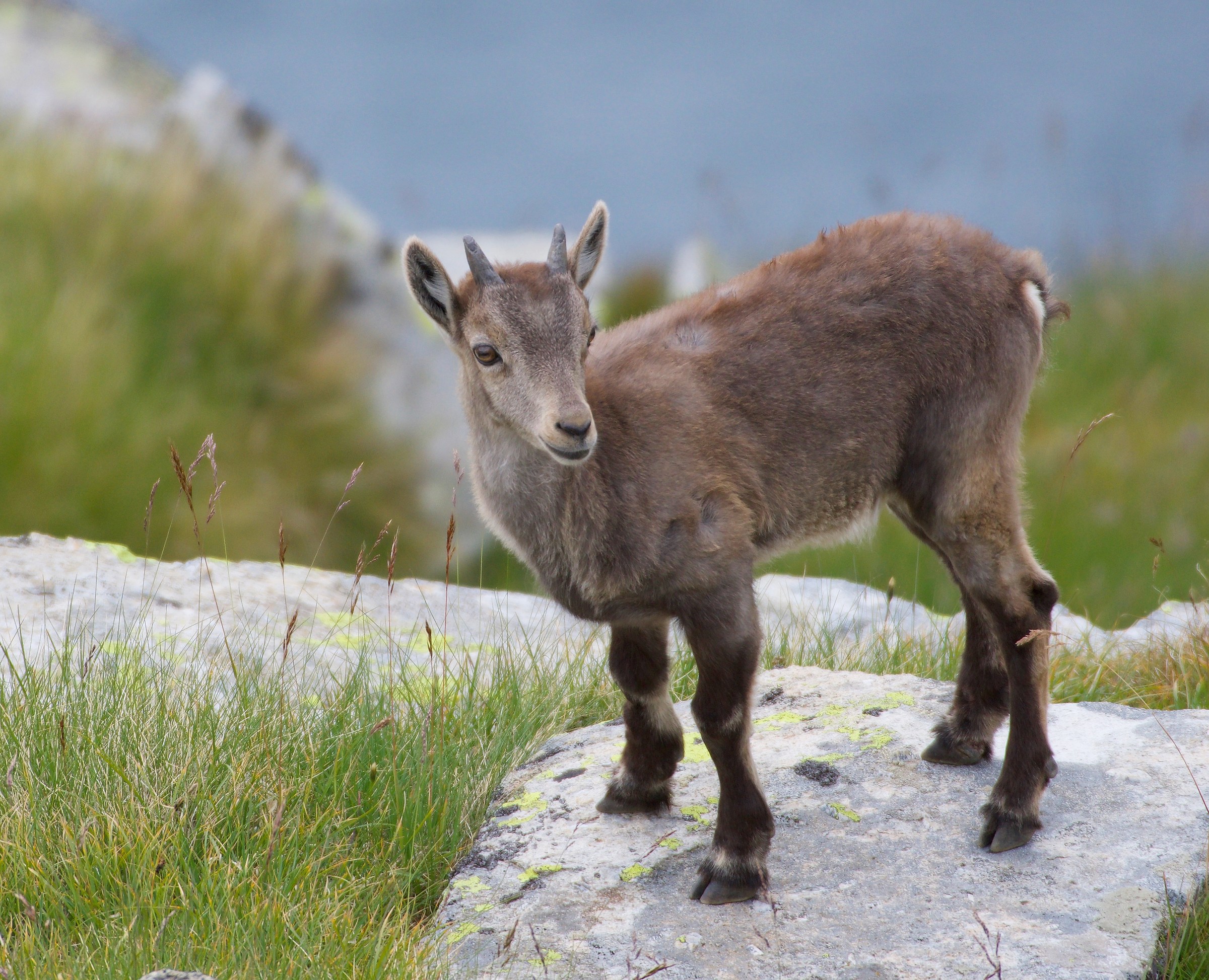 Giovane Stambecco Alpino