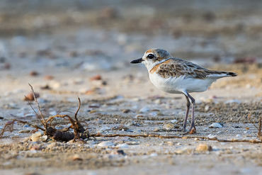 Charadrius peronii