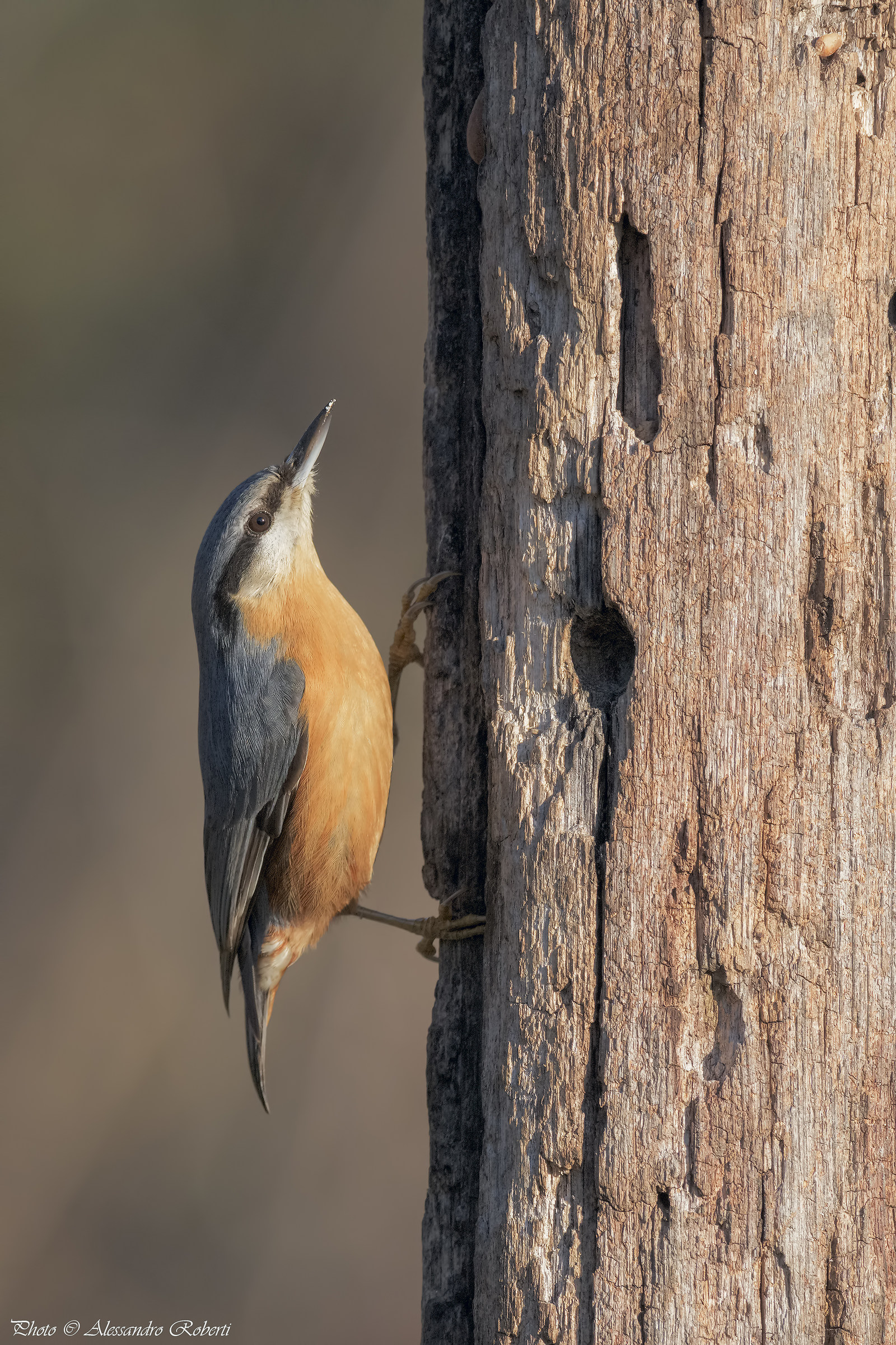 Nuthatch