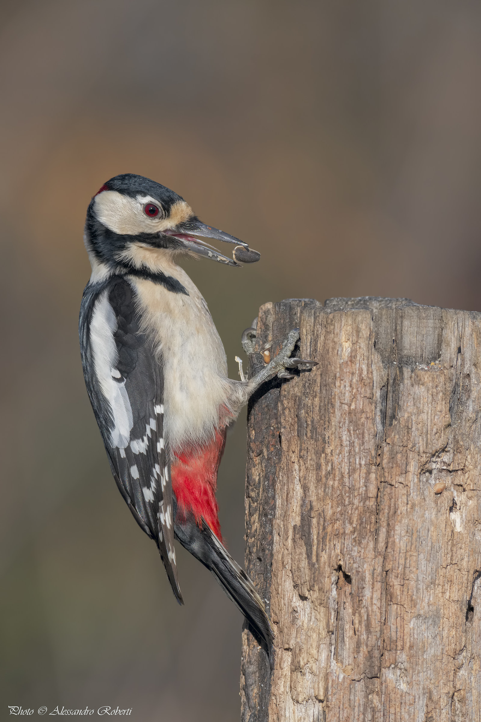Red Woodpeckers