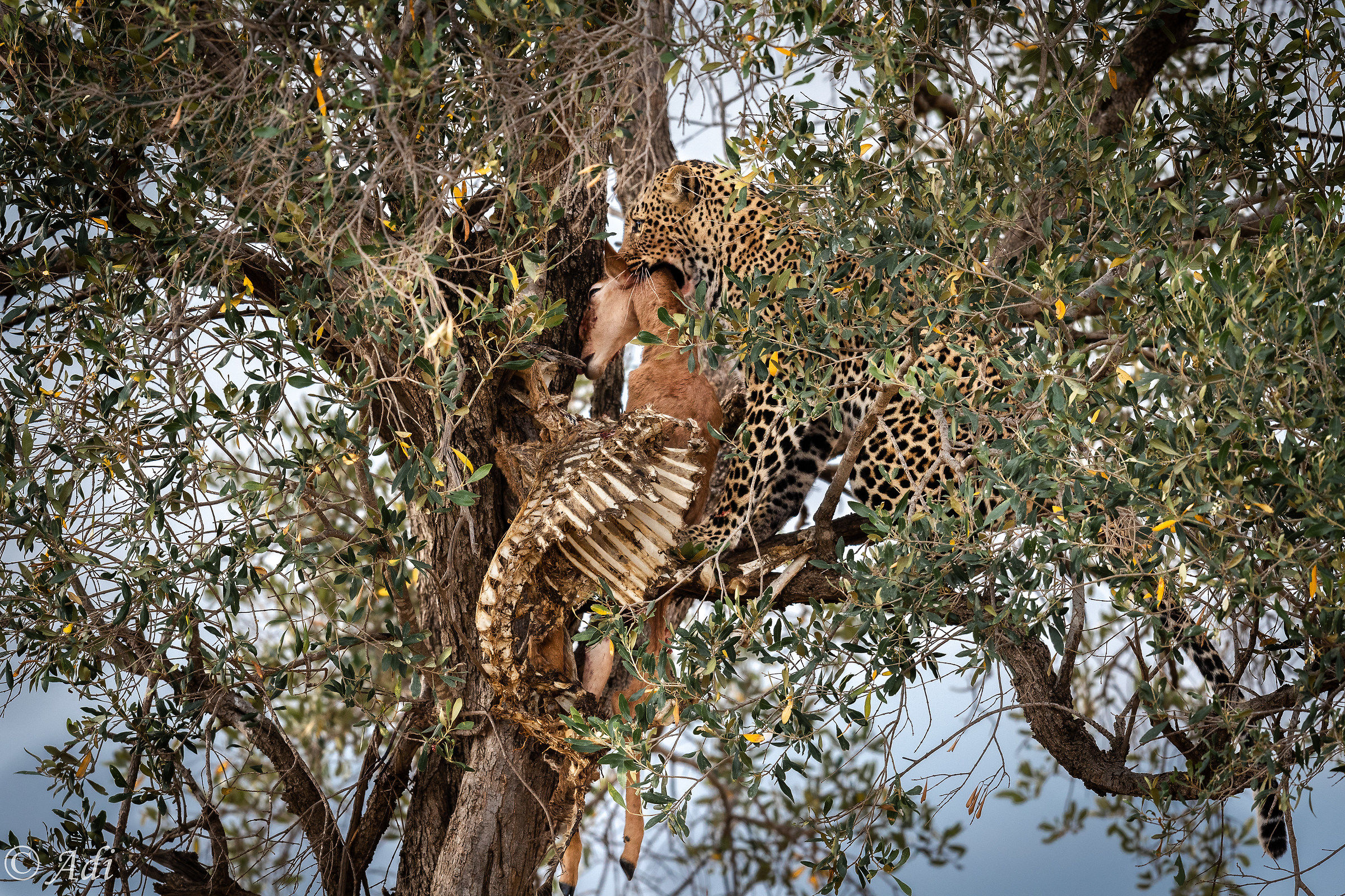 Pasto di un leopardo