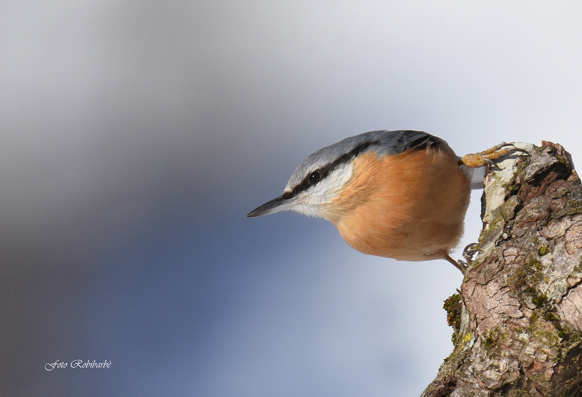 Picchio muratore....