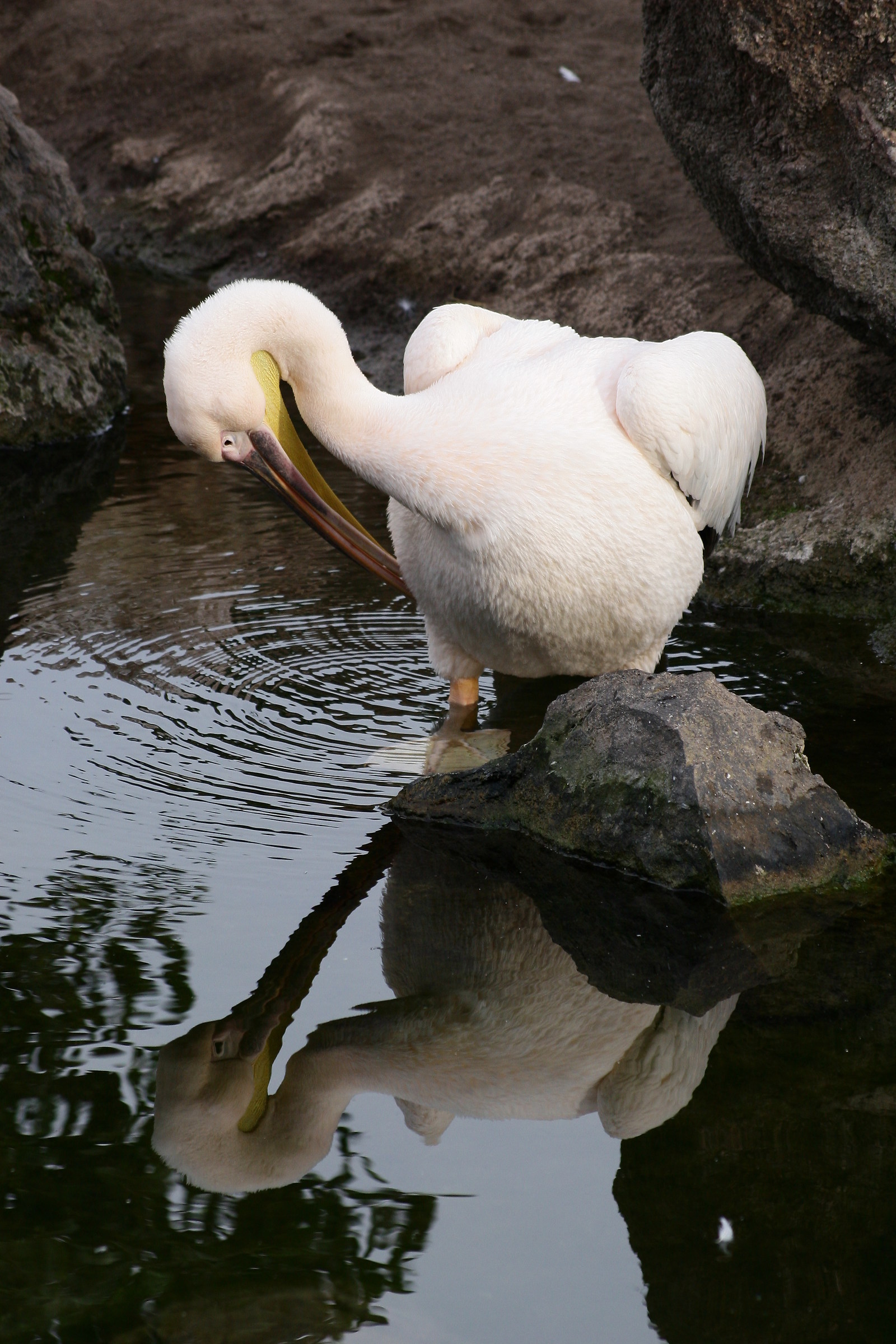 Ciutat de les Arts i les ciències