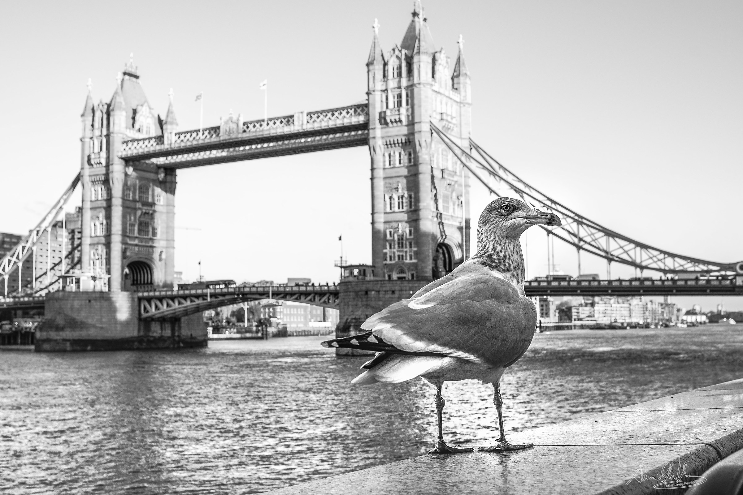 The Sea Bird On the Tamigi River