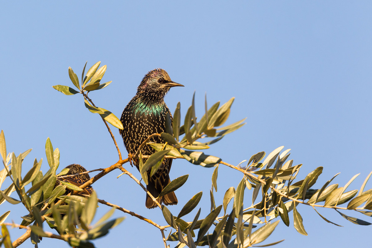 Common Starling on the hunt for olives...