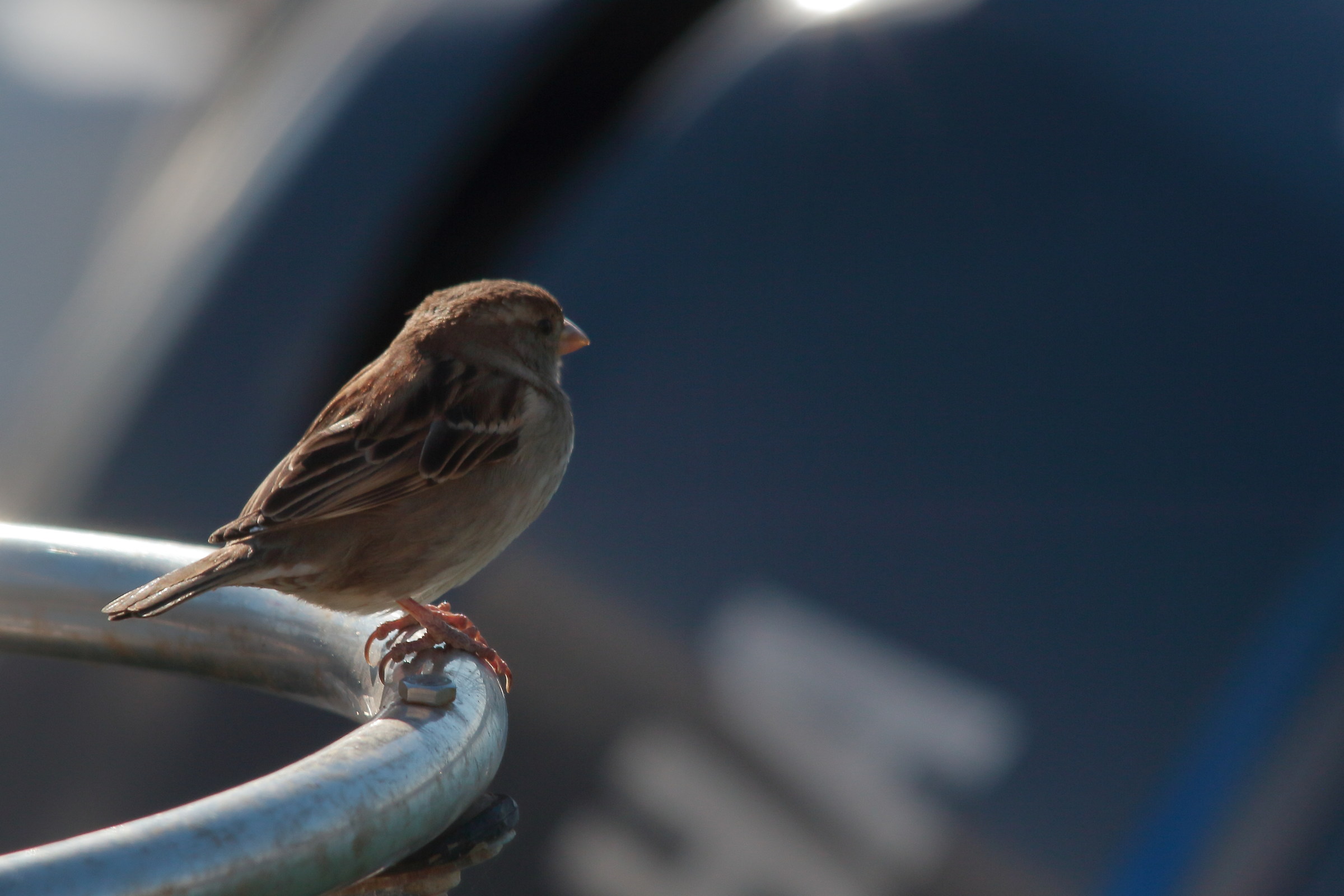 Passer domesticus 1