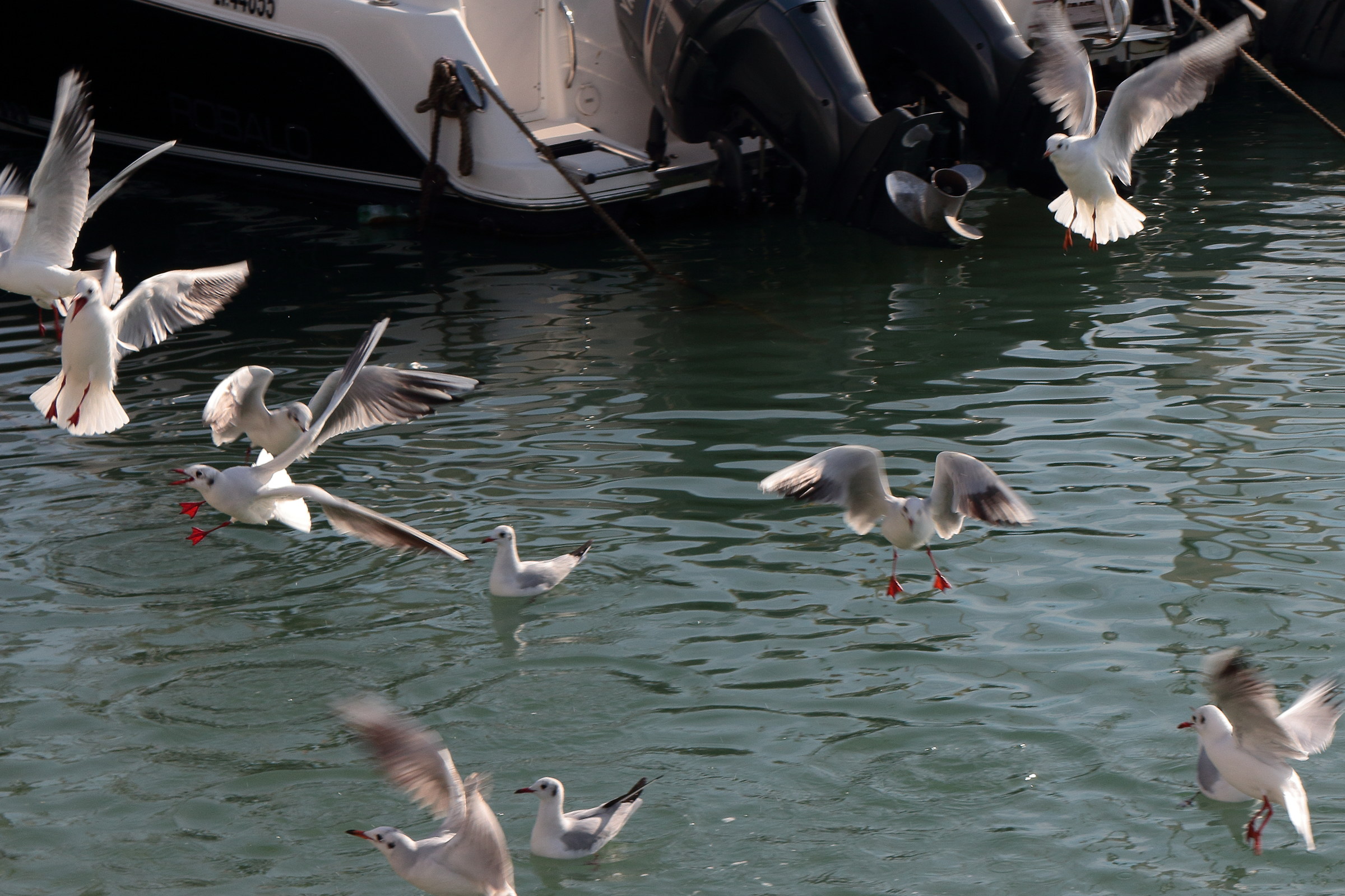 Seagulls at Fast food 1