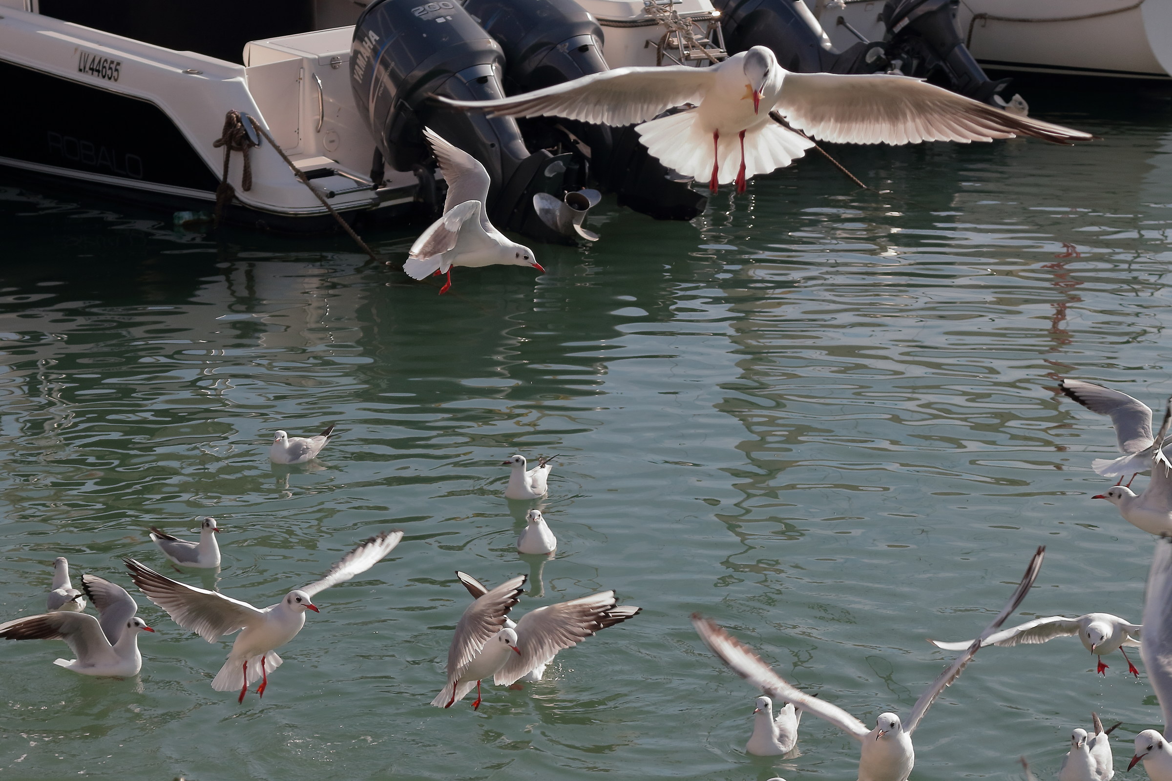 Seagulls at Fast food 3
