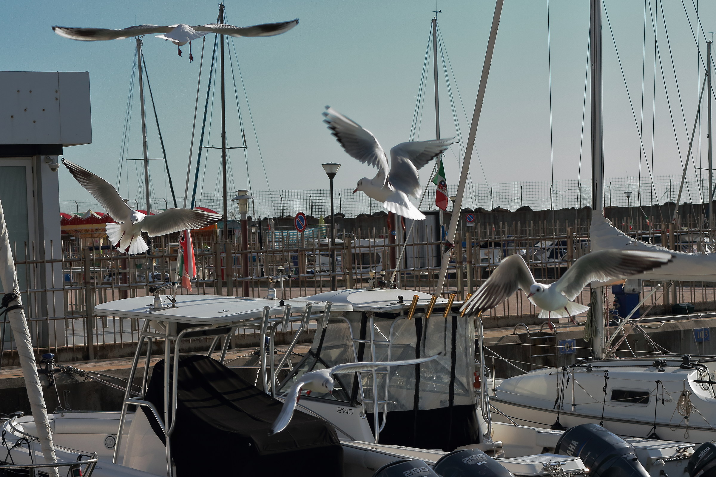 Seagulls at the Port 1