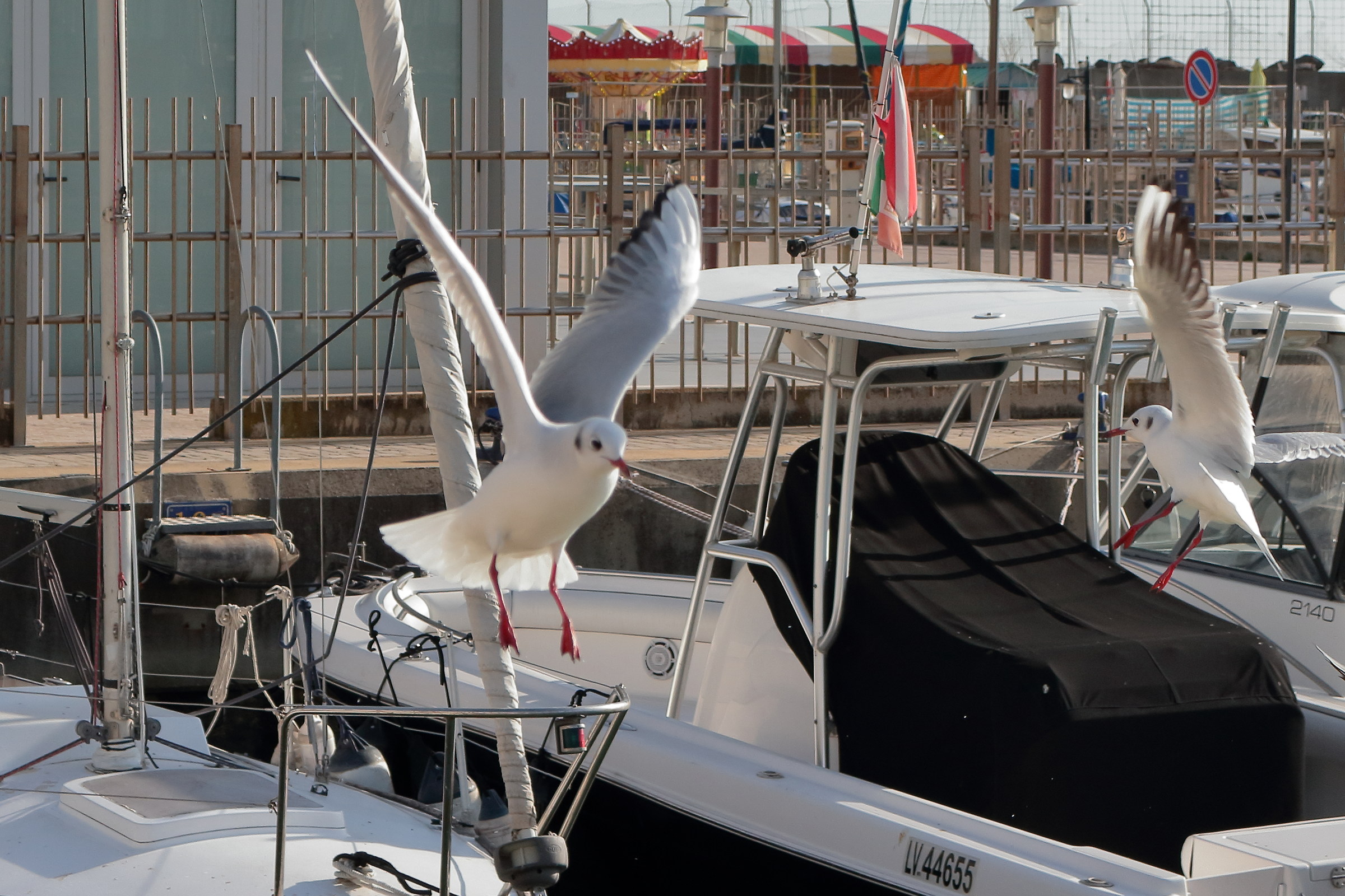 Seagulls at the Port 2