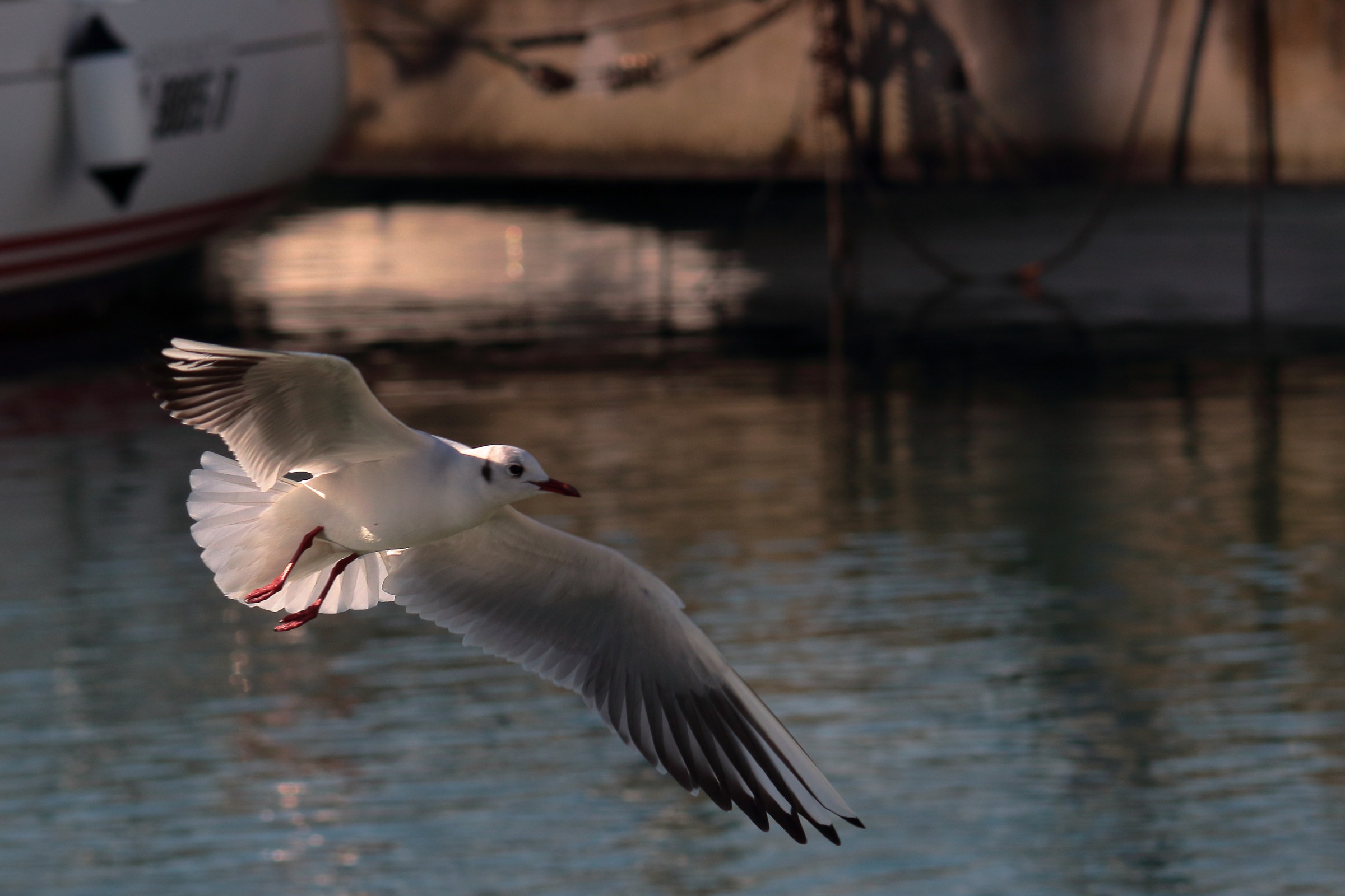 Seagulls at the Port 3