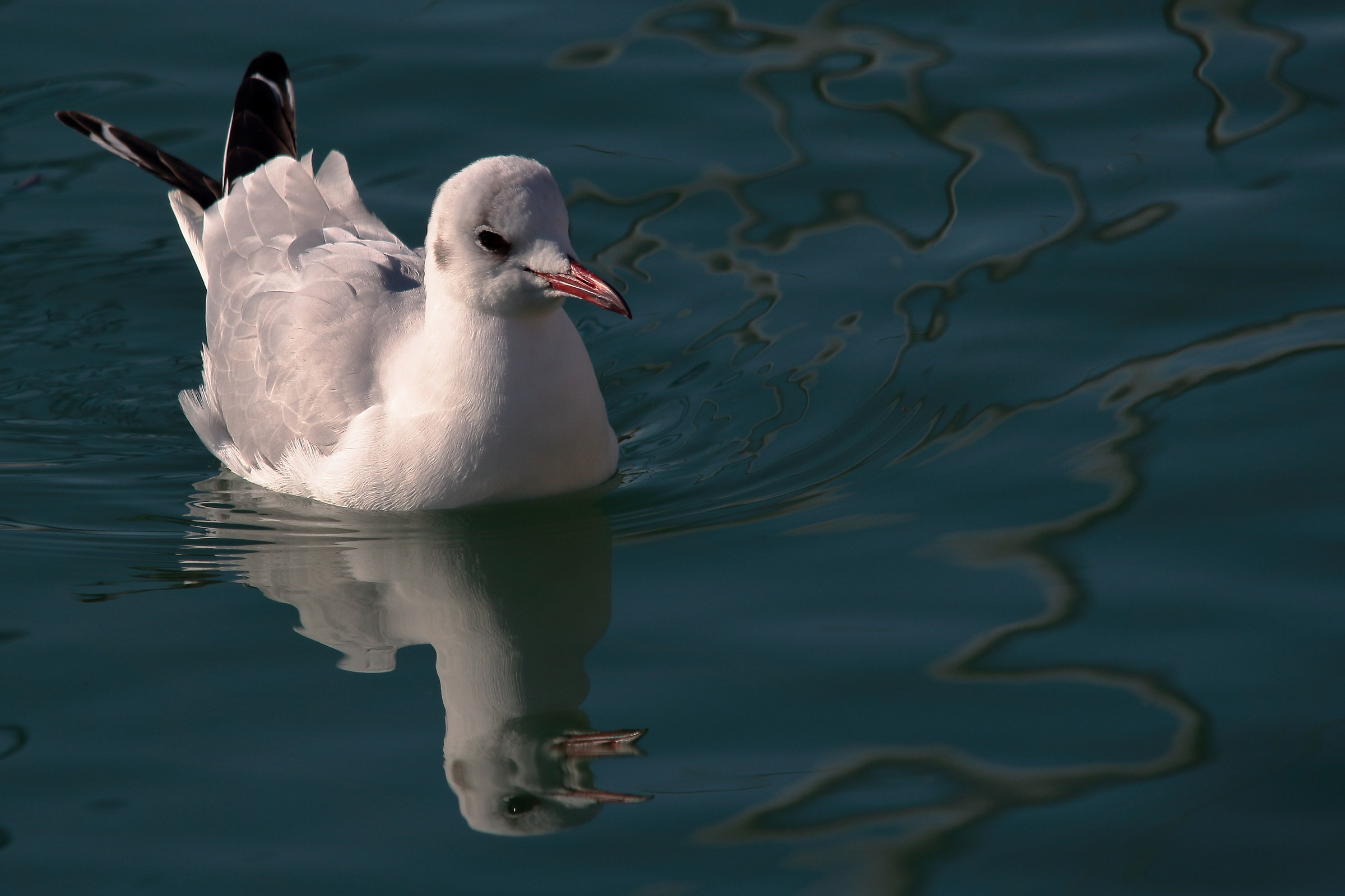 Seagulls at the Port 5