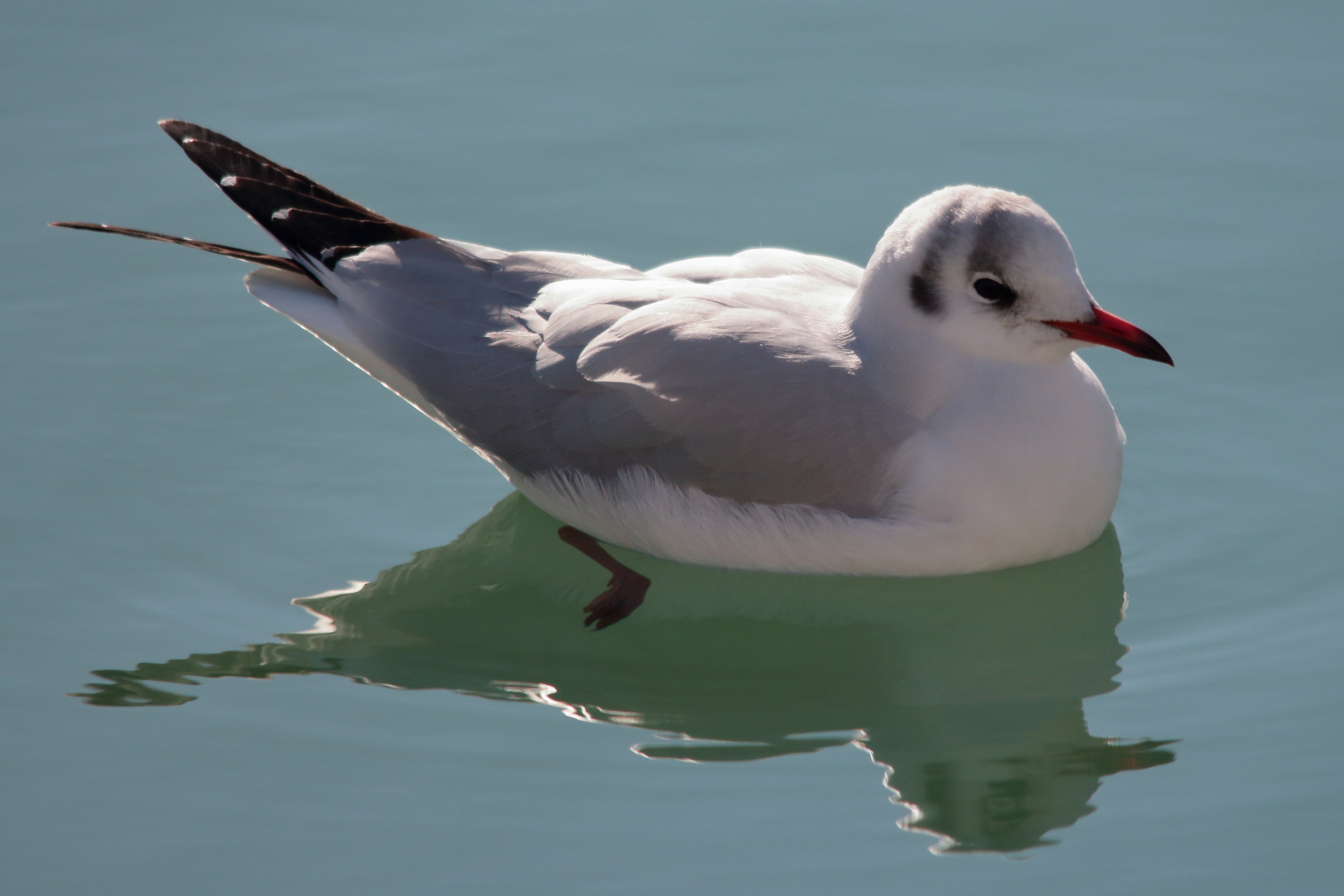 Seagulls at the Port 6