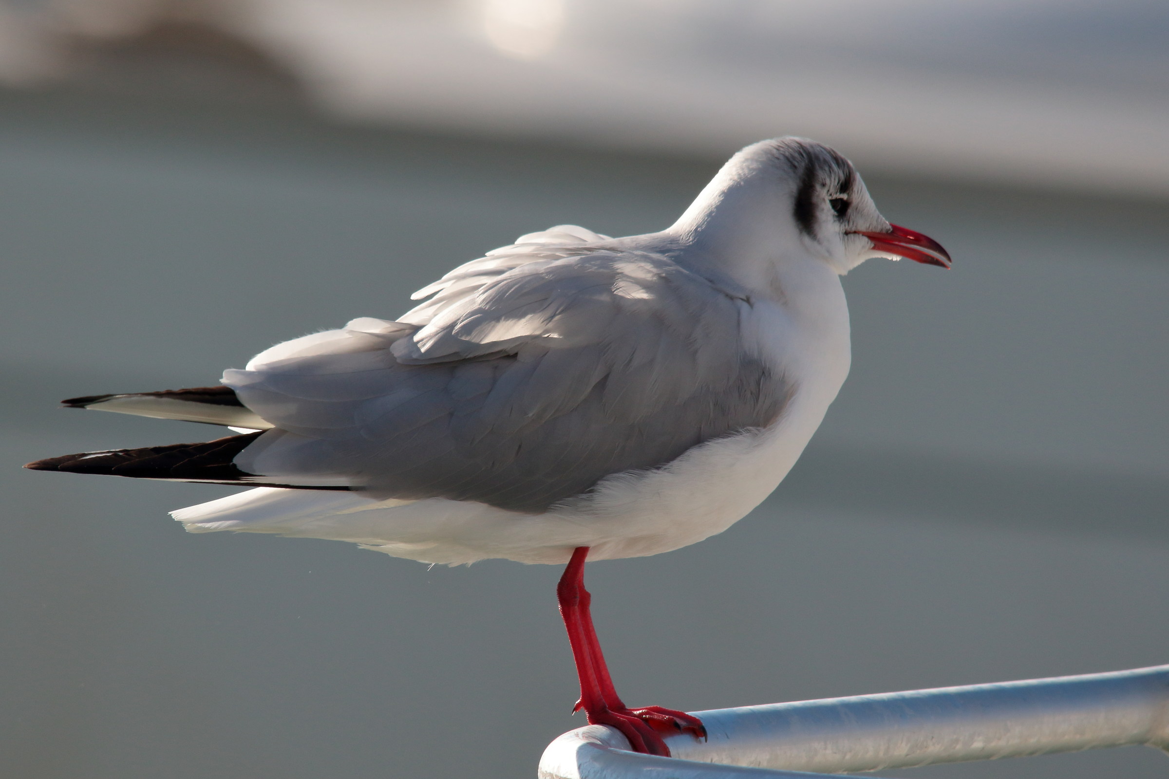 Seagulls at the Port 7