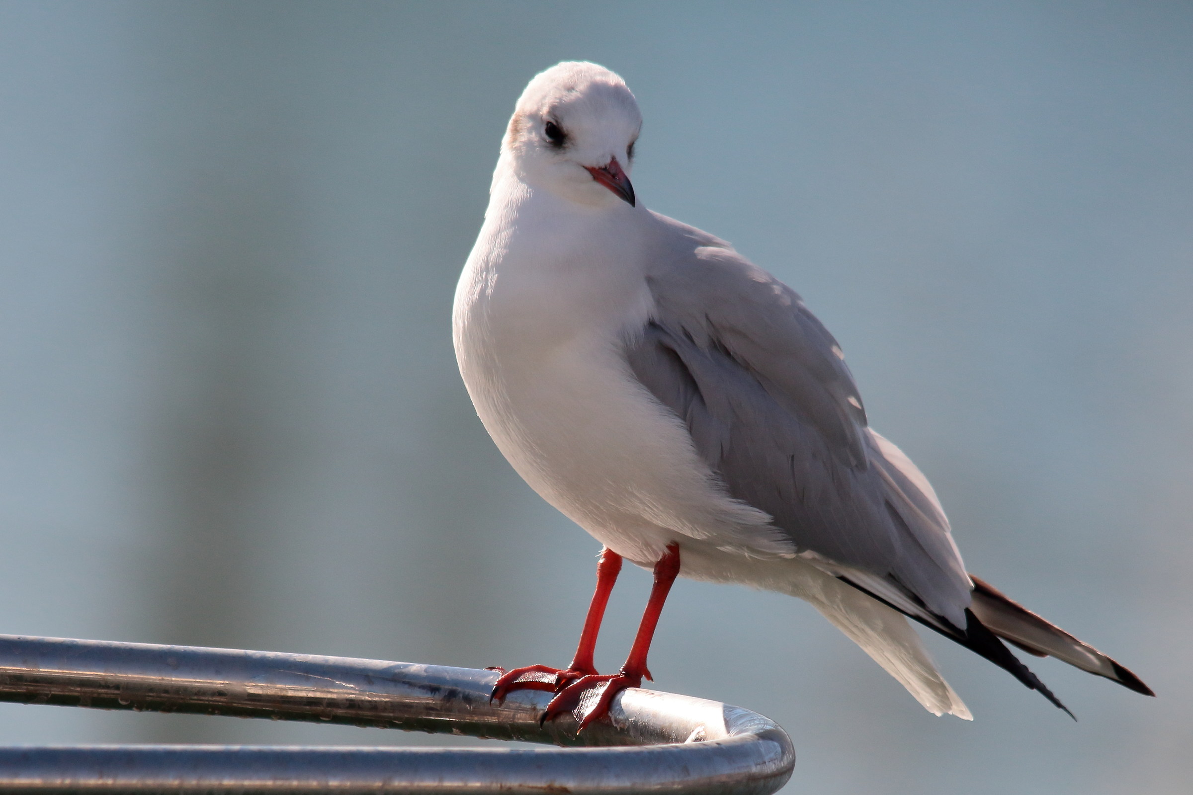 Seagulls at the Port 8