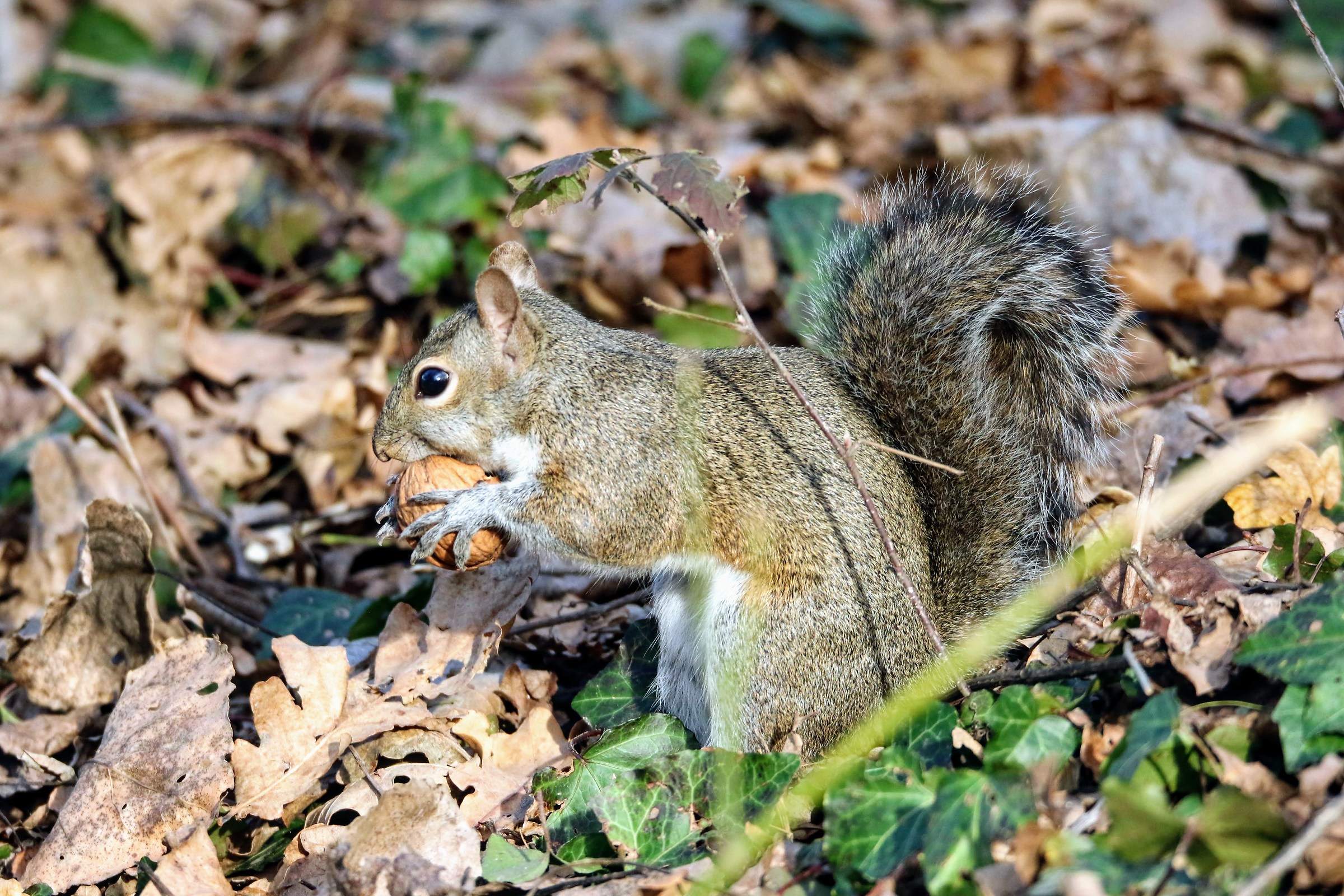 That good the walnut
