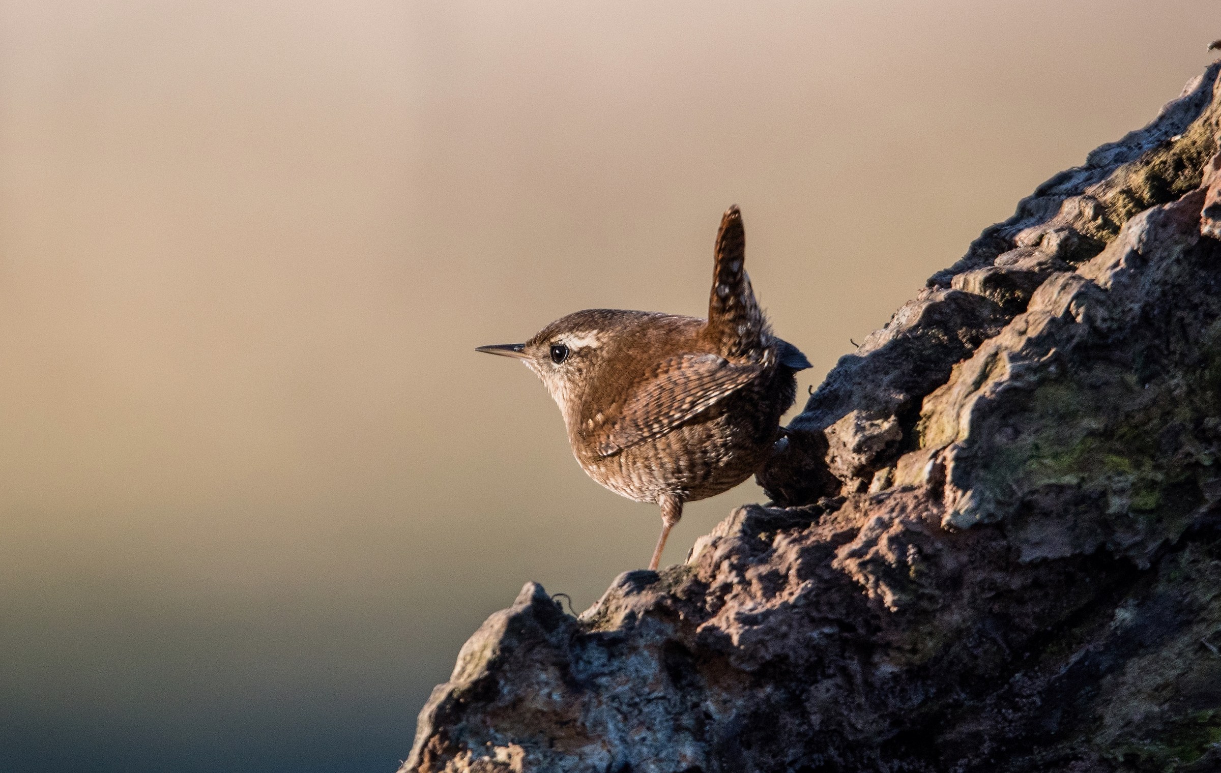 Wren