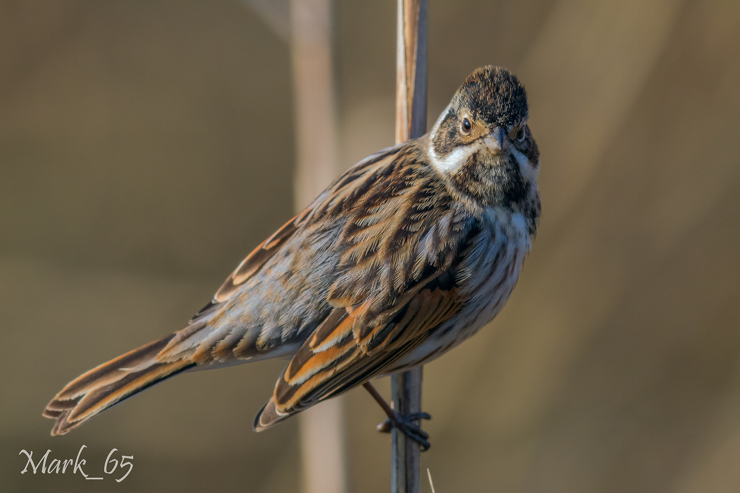 migliarino di palude