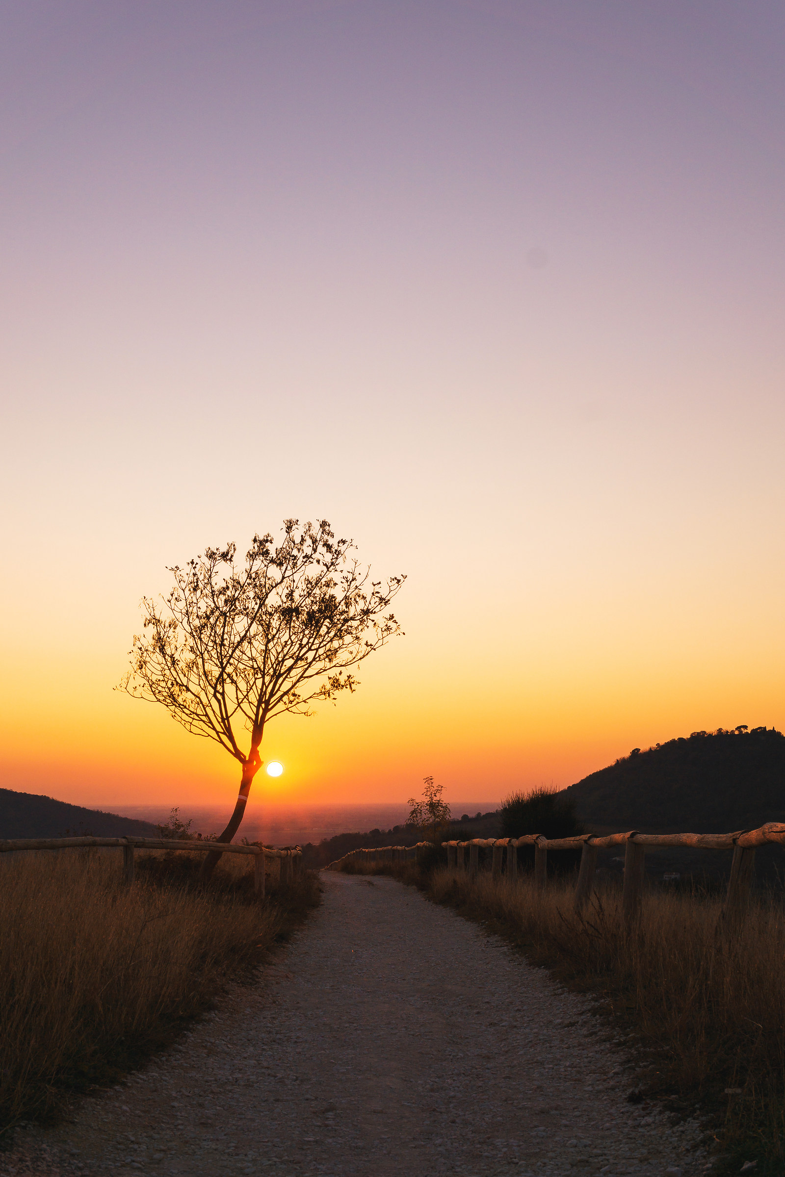 l' albero più fotografato dei Colli Euganei