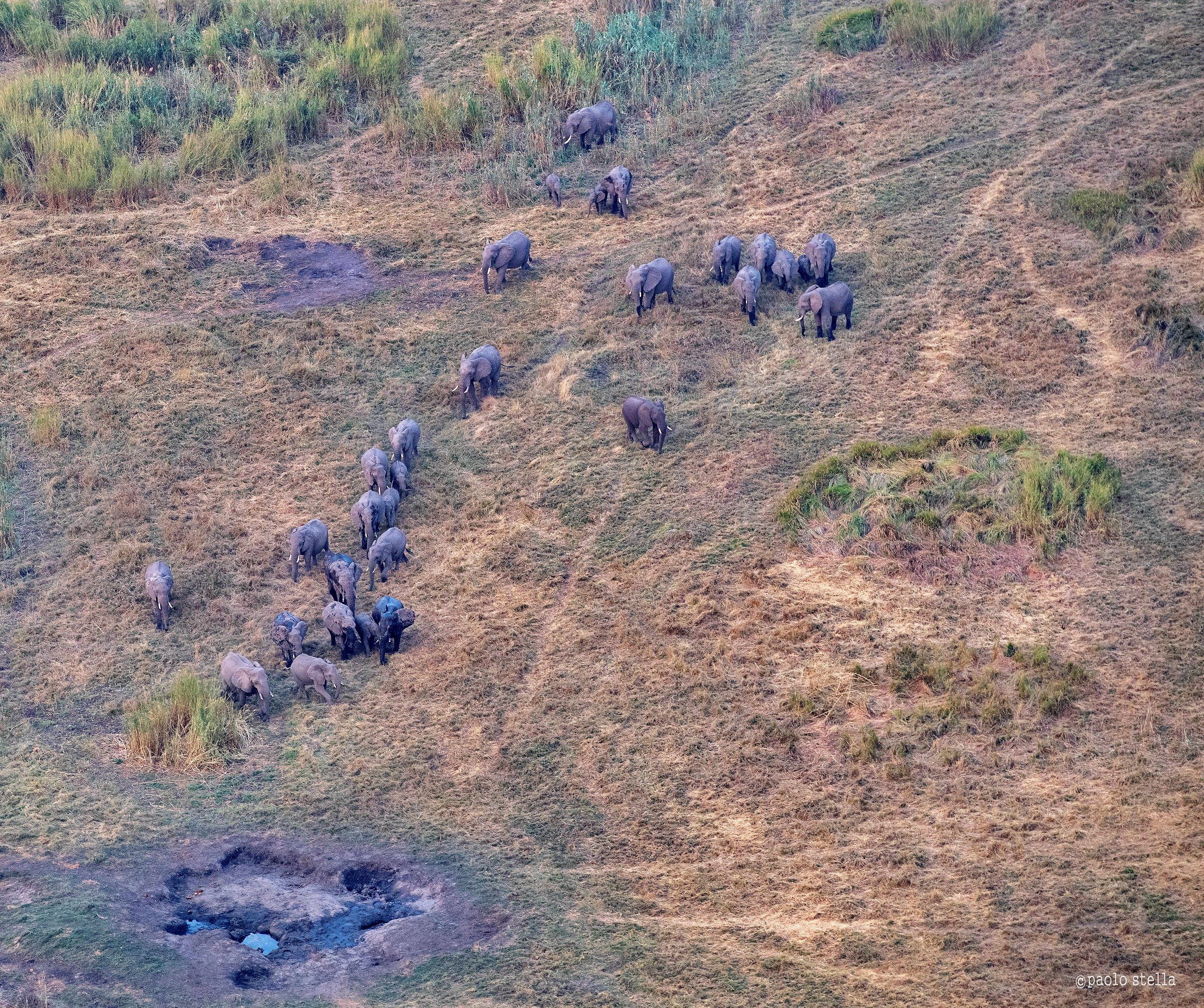 Elephants (from helicopter)