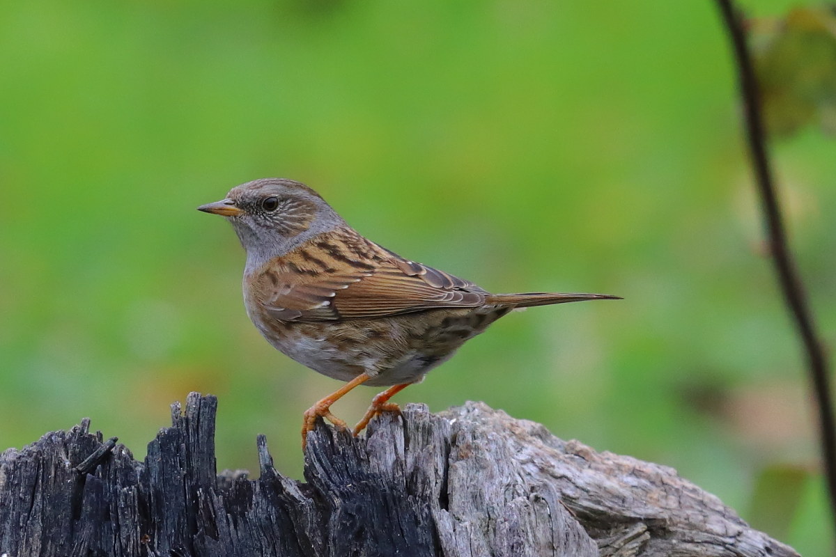 Scopaipola plait (Prunella modularis)