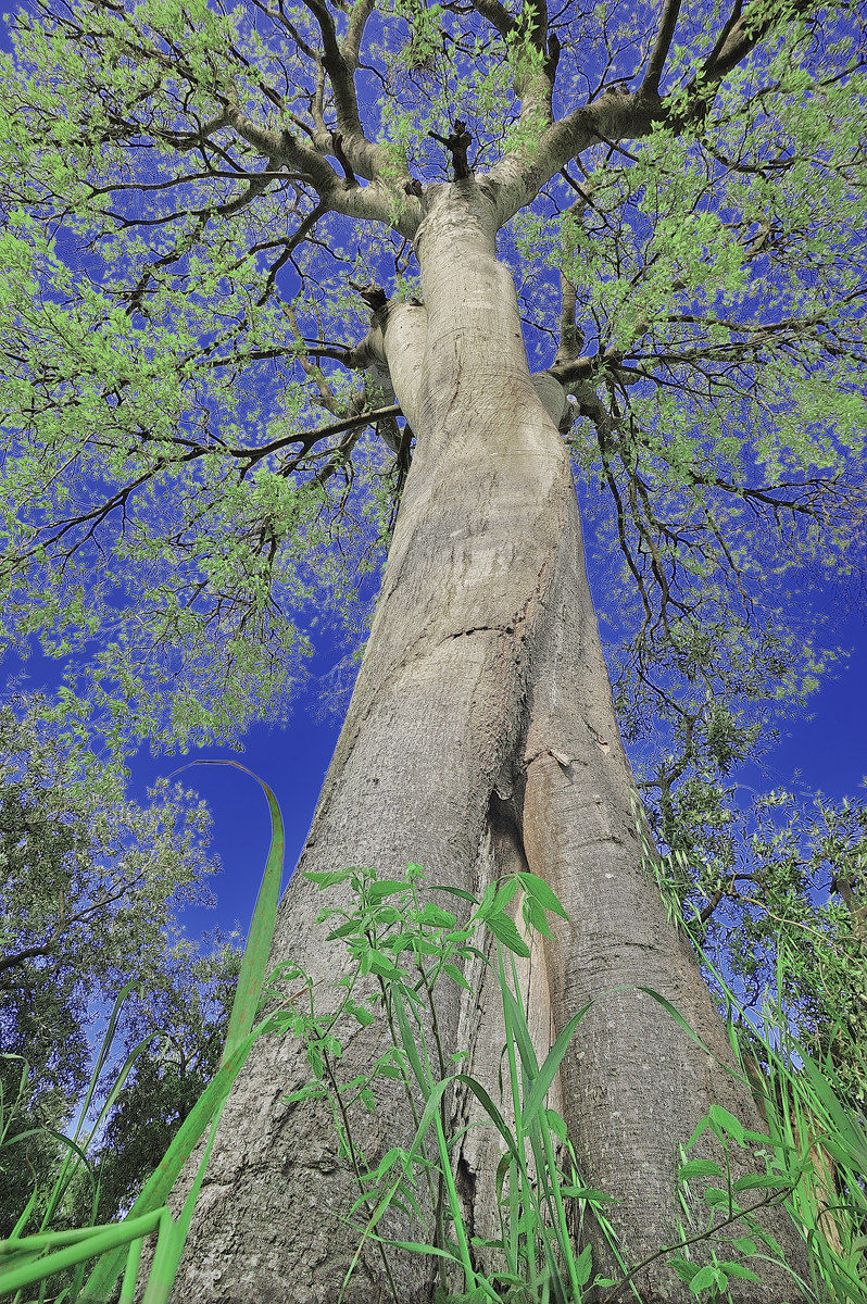 Bagolaro Celtis Australia