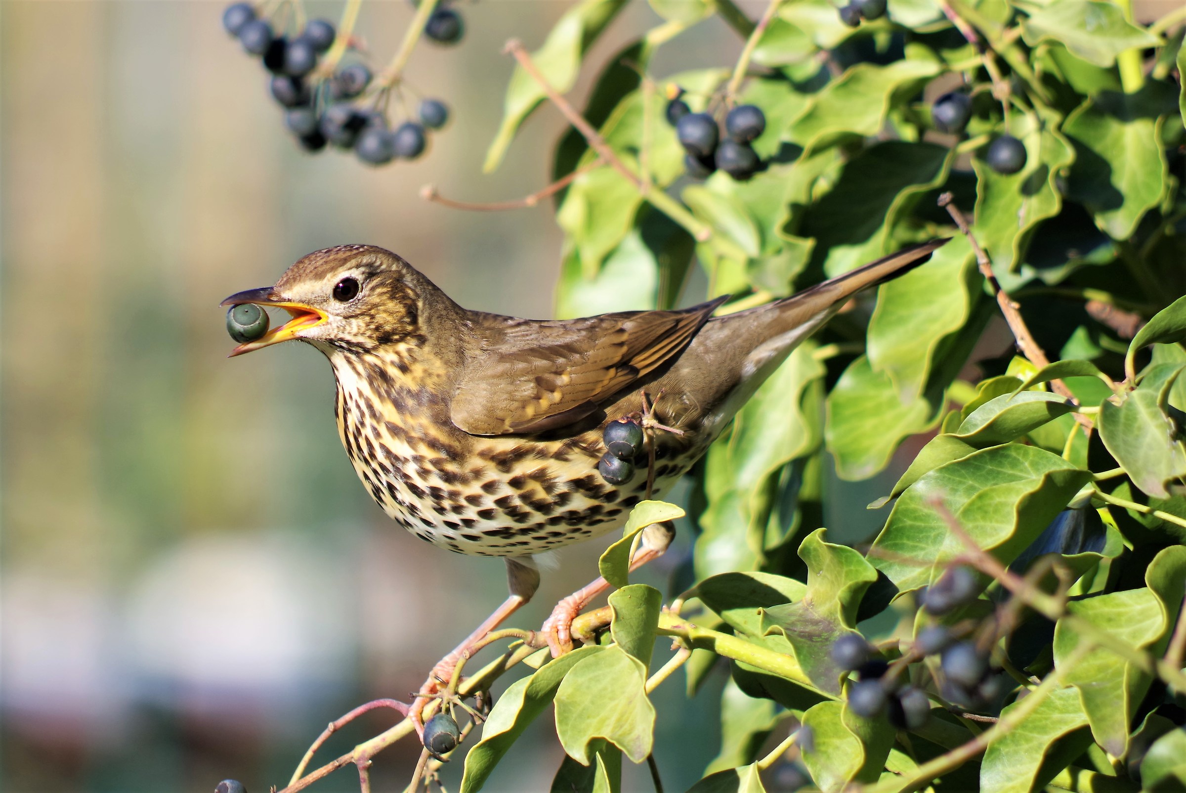 Female Blackbird at lunch