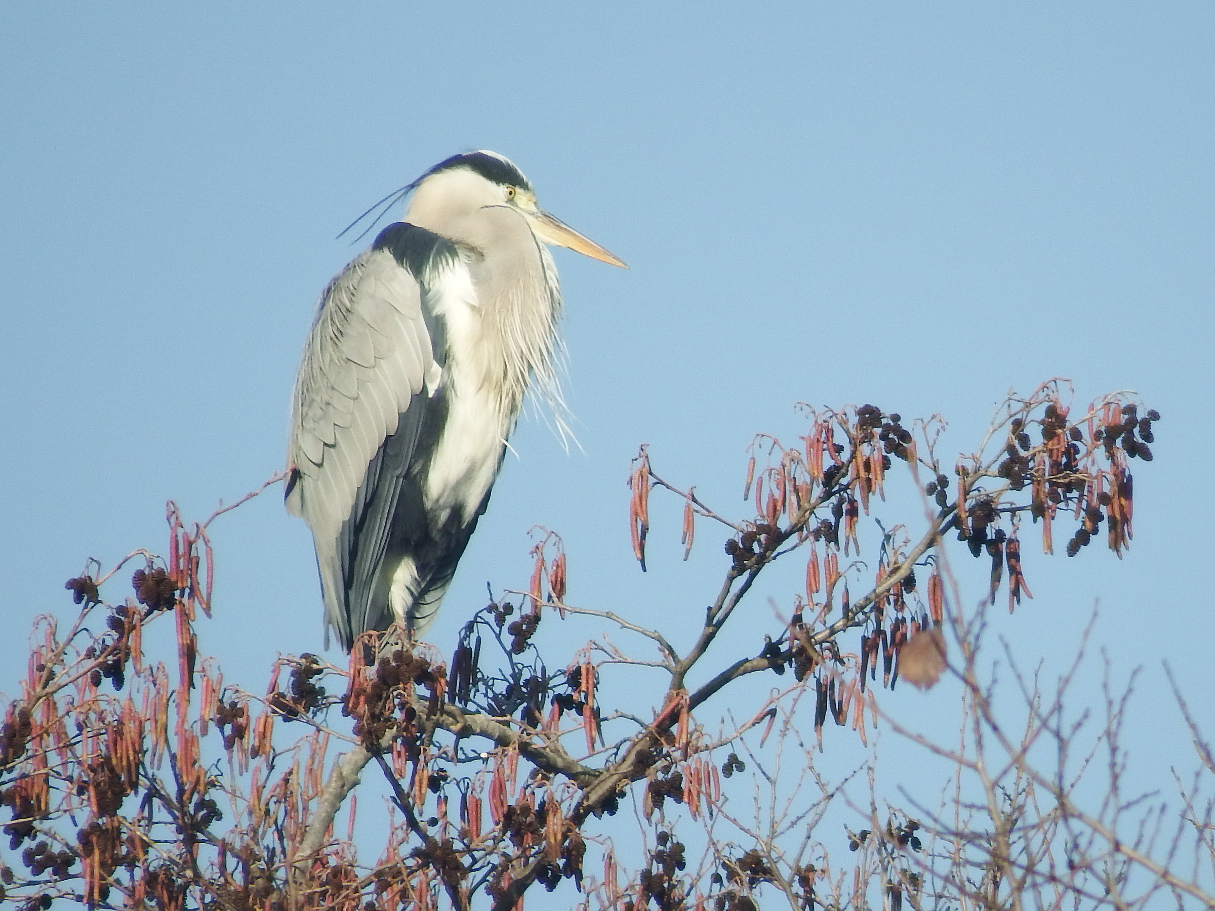Cenerino in cima all'ontano
