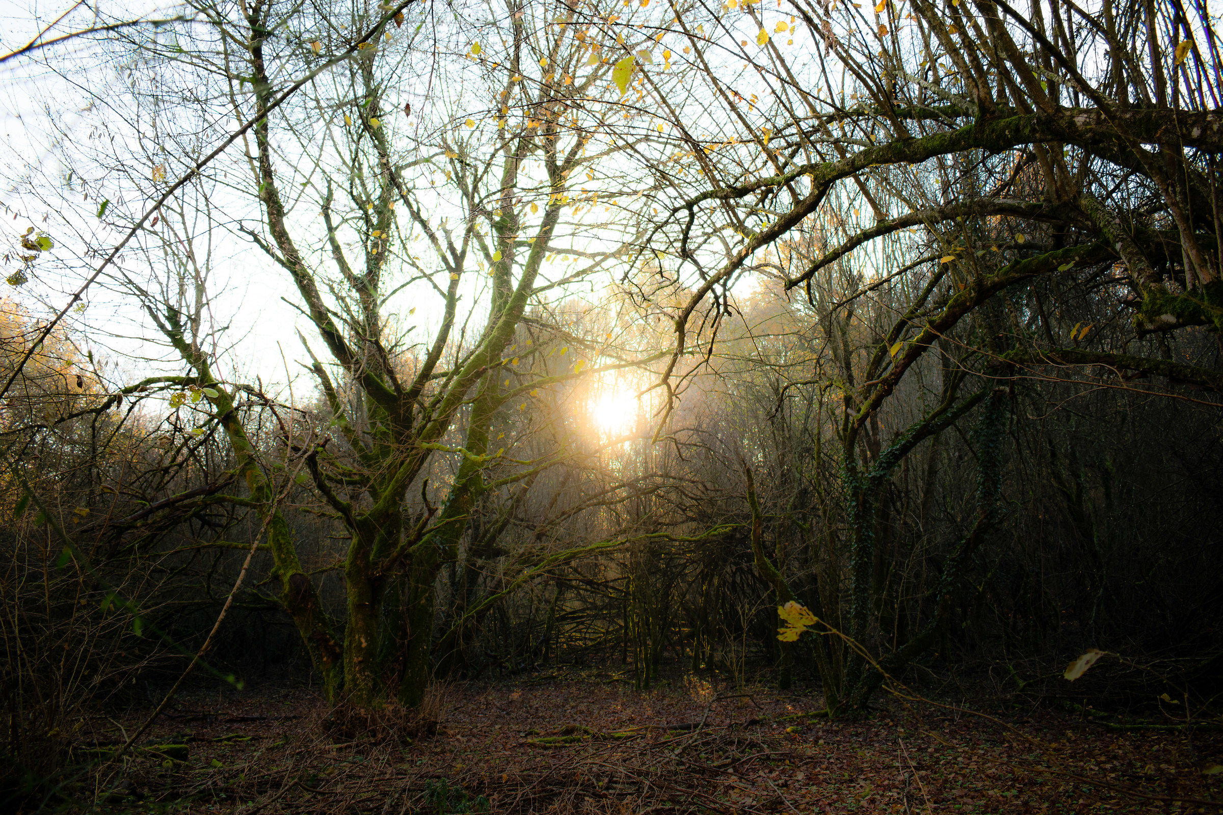 Un passaggio nel bosco