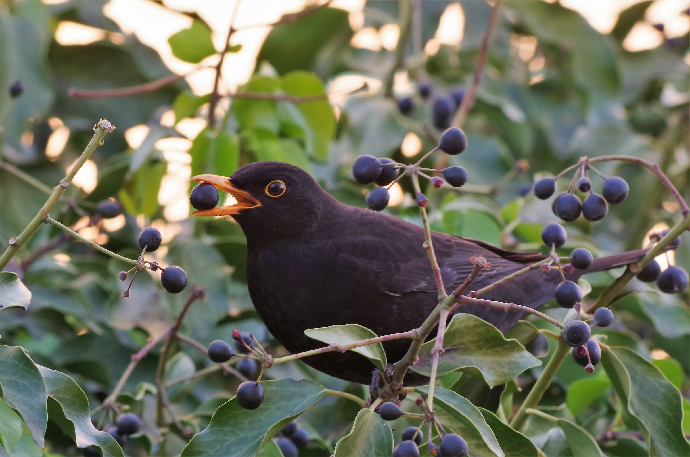 Blackbird and Ivy