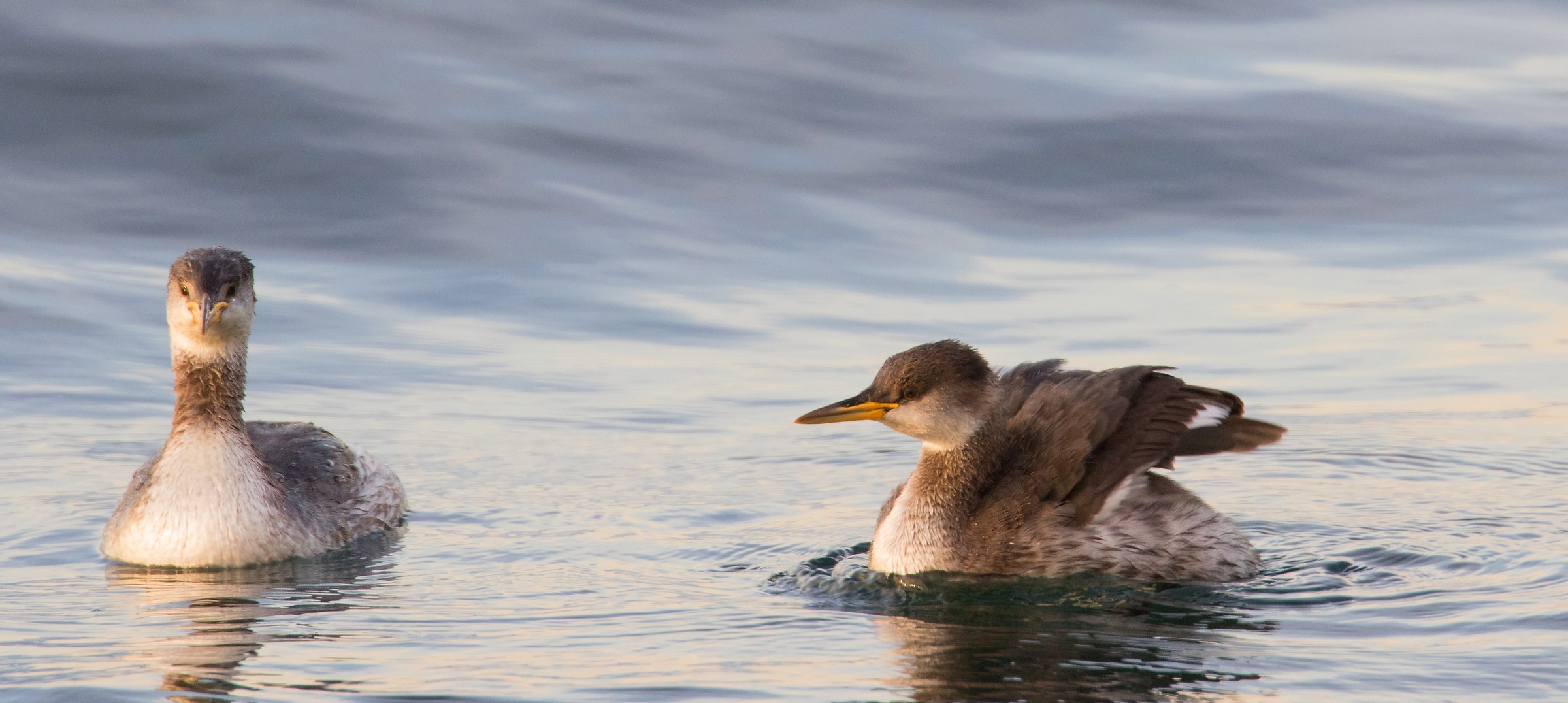 Red-breasted Grebe-Podiceps Grisegena