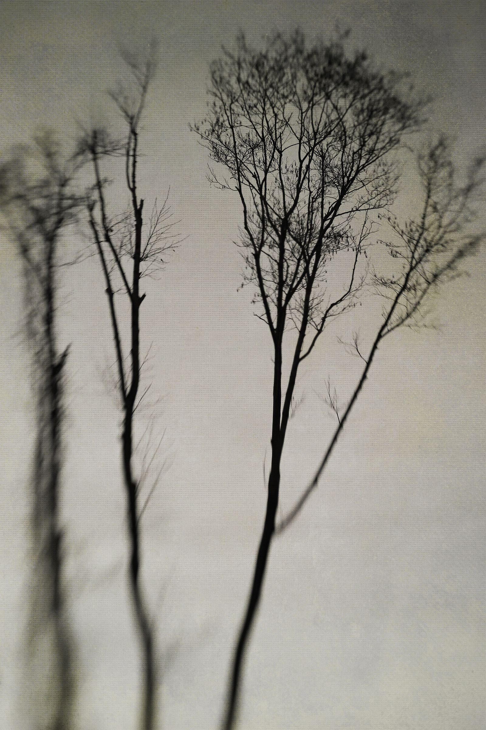 When the Forest sings like an angel's choir...