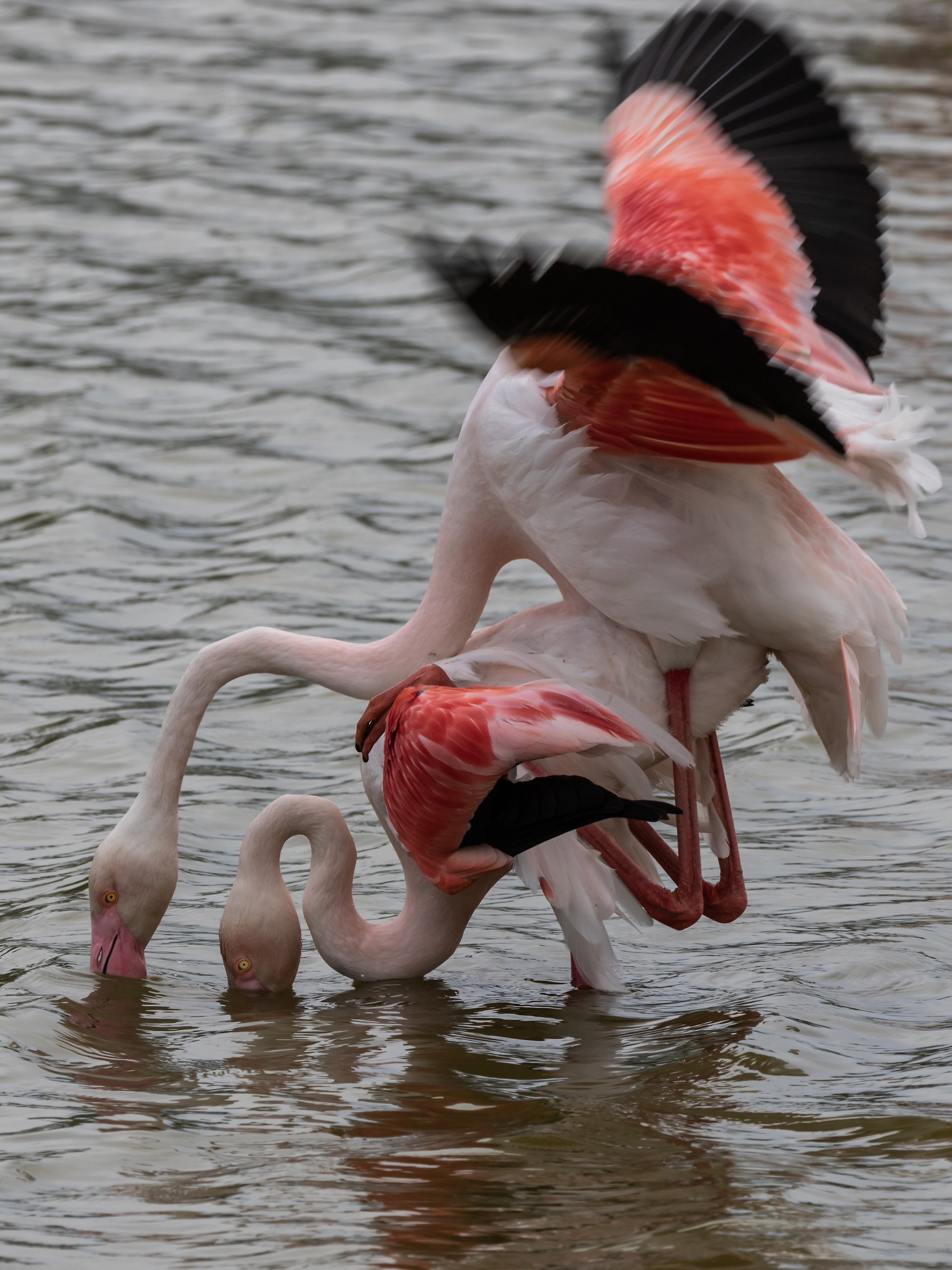 Parc ornithologique de Pont de Gau: Flamingos
