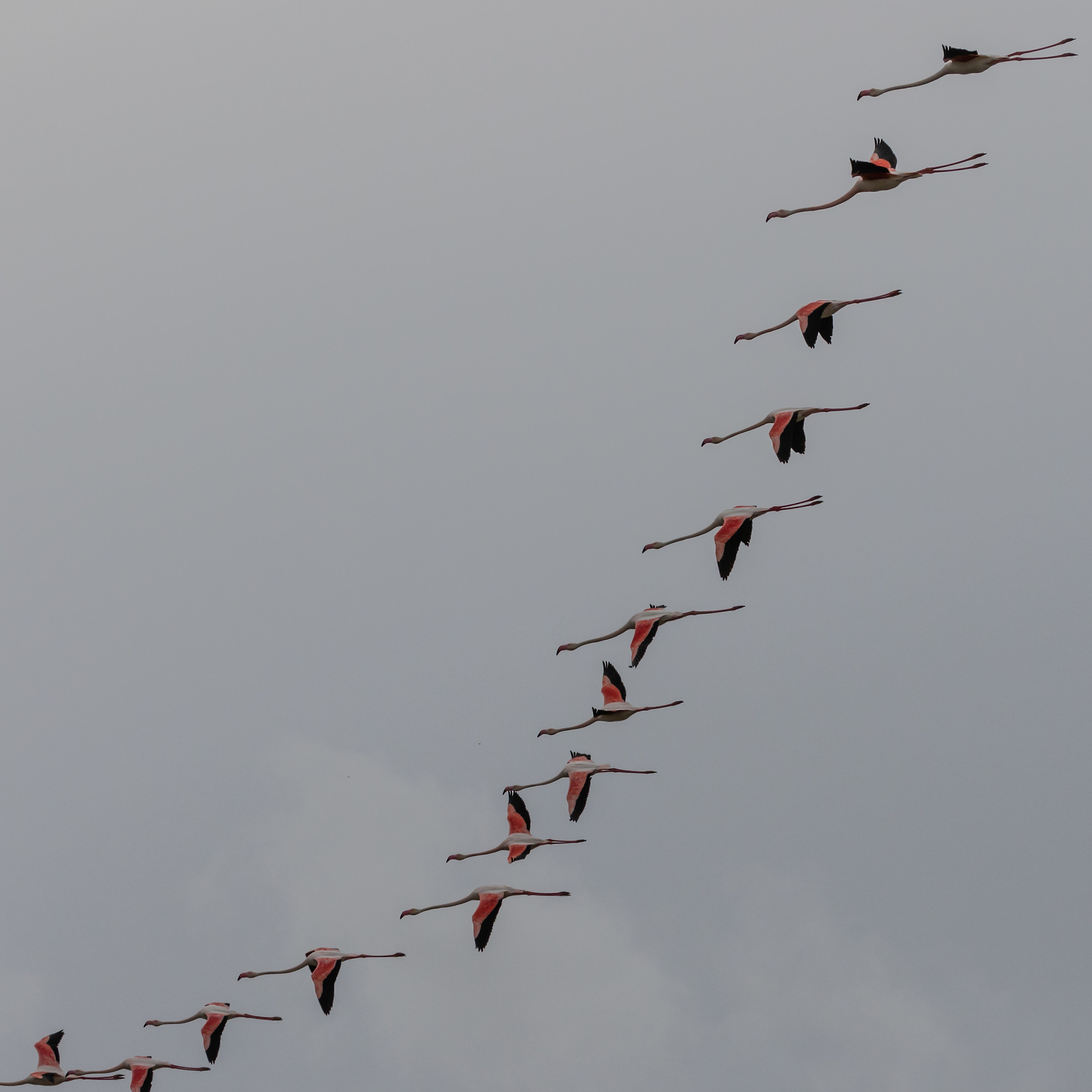 Parc ornithologique de Pont de Gau: Flamingos