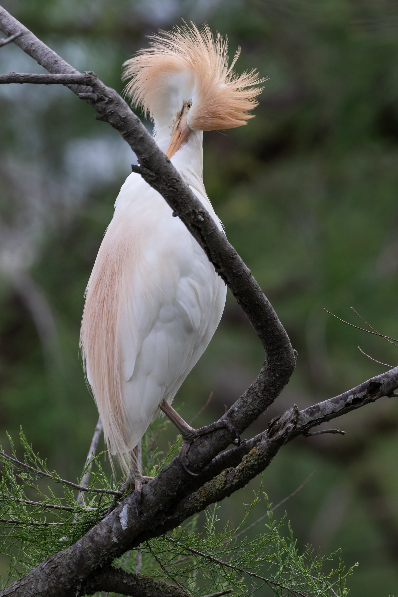 Parc ornithologique de Pont de Gau: Cattle Egret