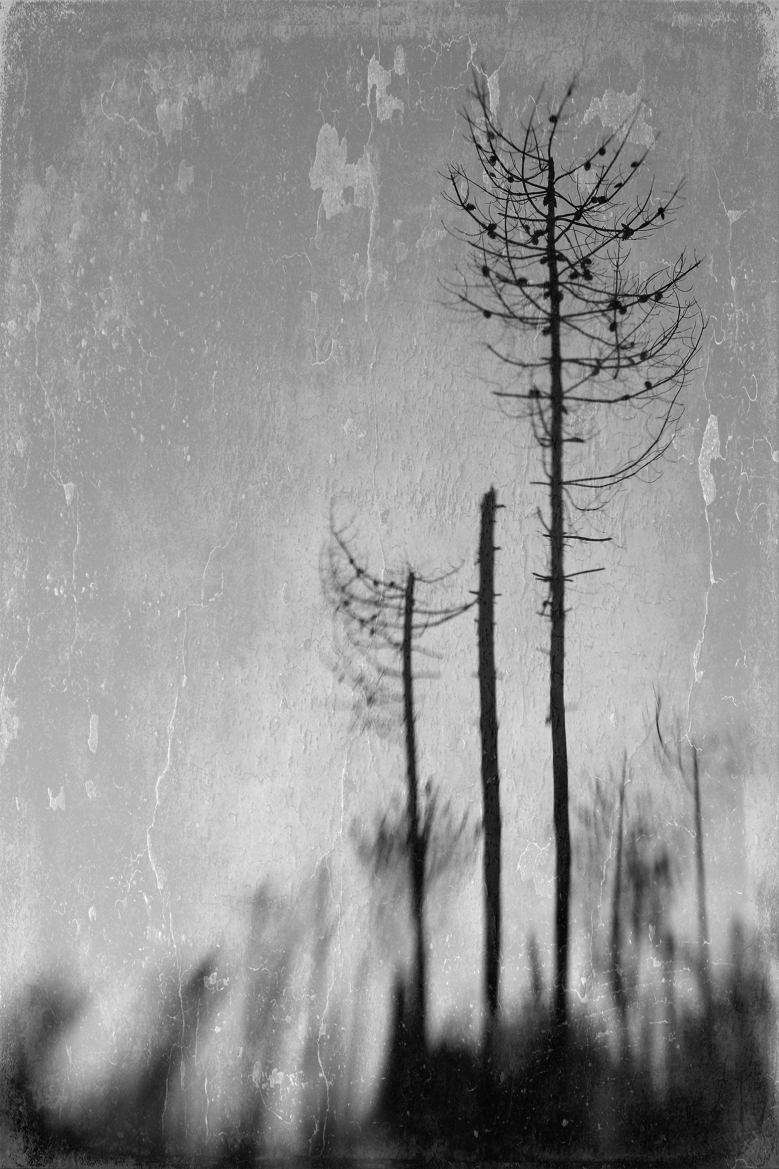 In The Garden of gray we can disappear