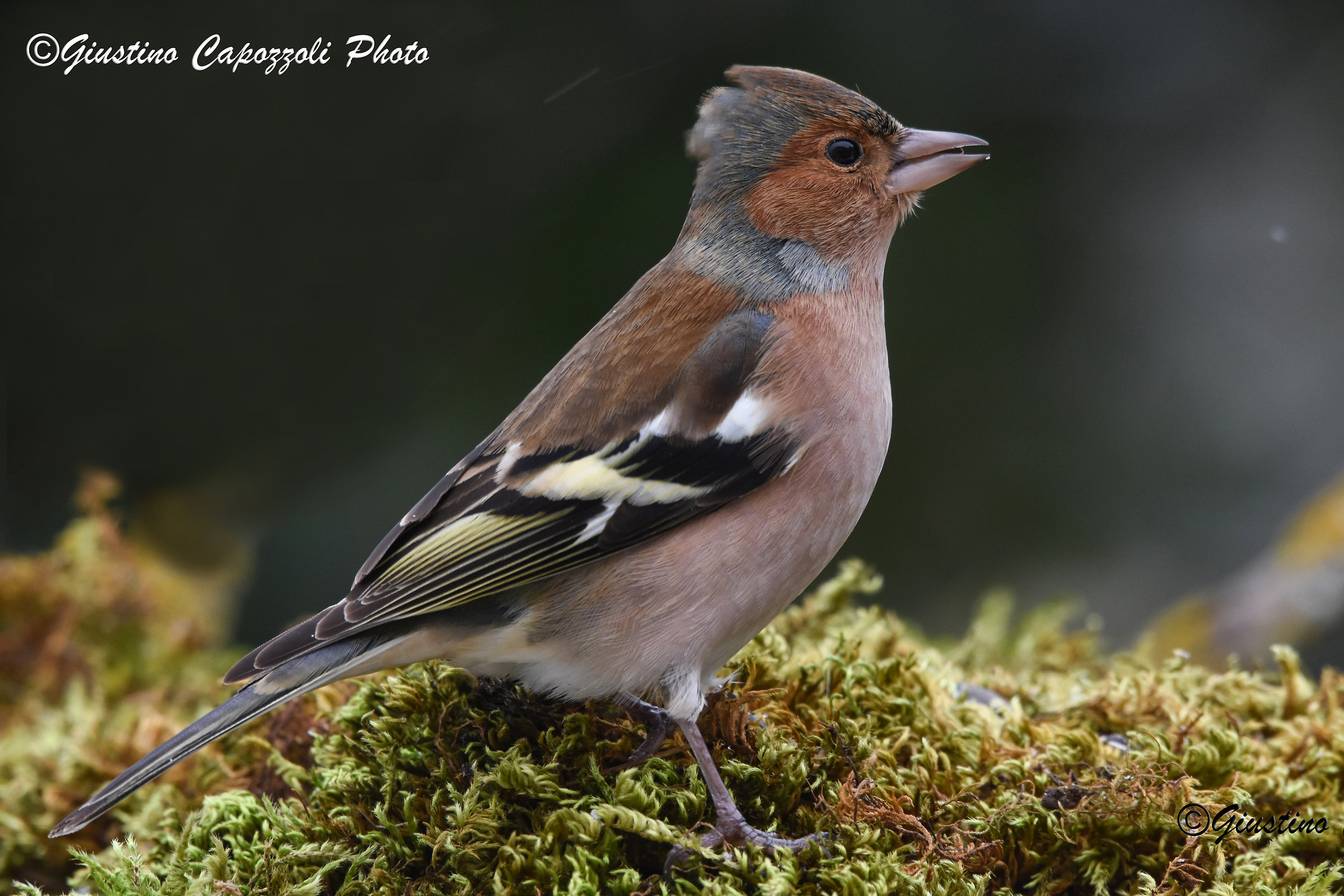 Chaffinch