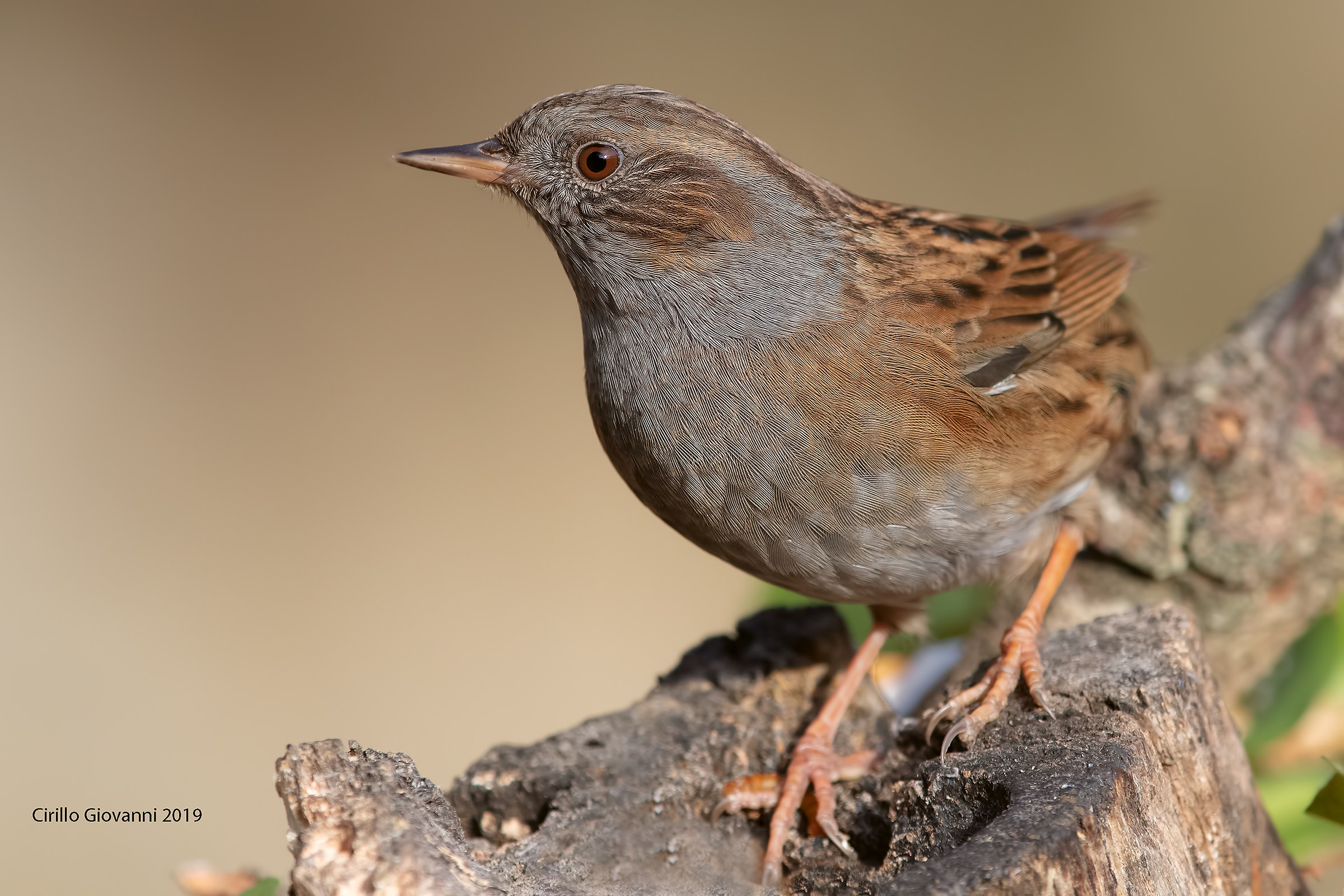 Passsera Scopaiola present the couple
