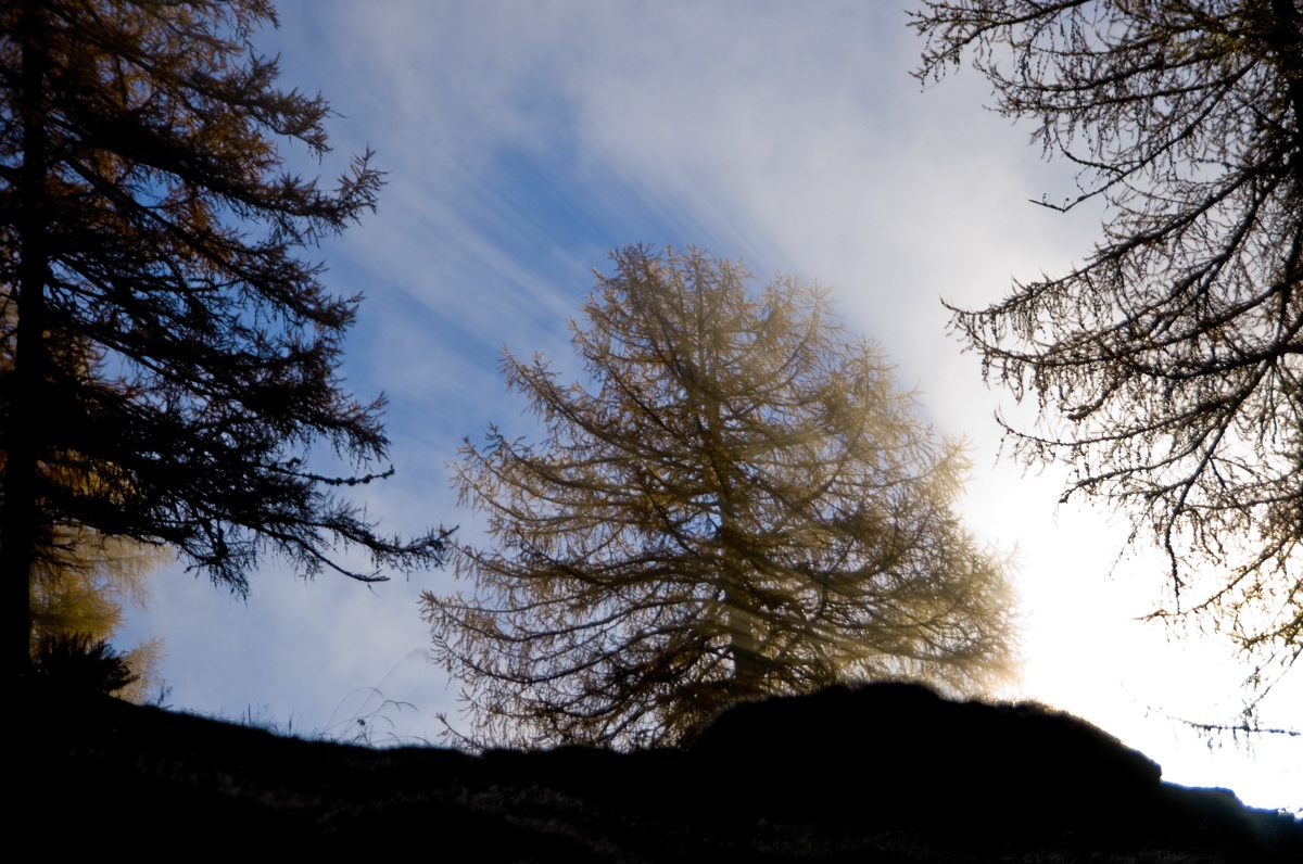 Among the larches