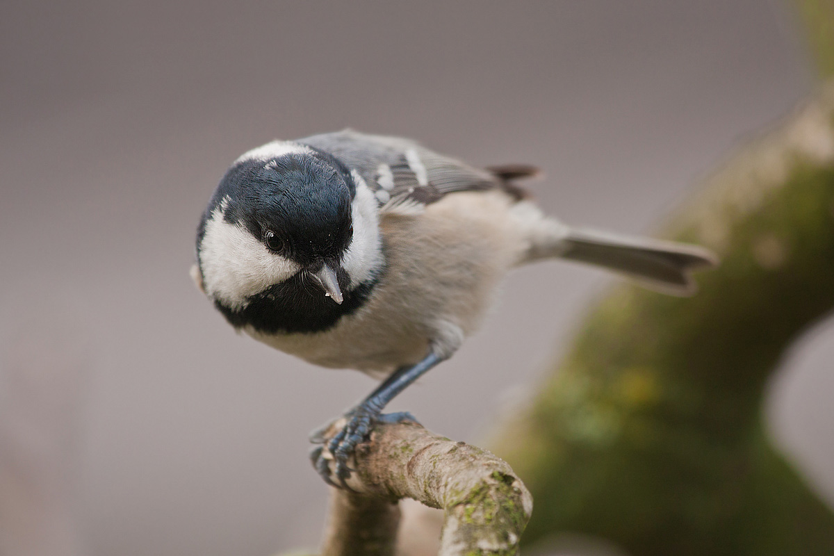 Coal Tit confidant