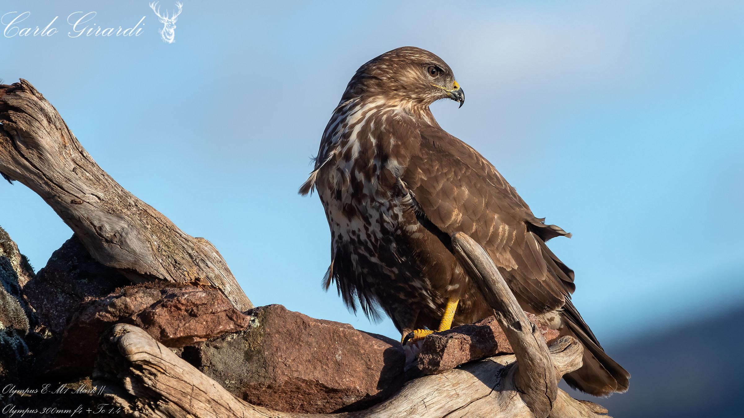 Poiana il mio lato migliore